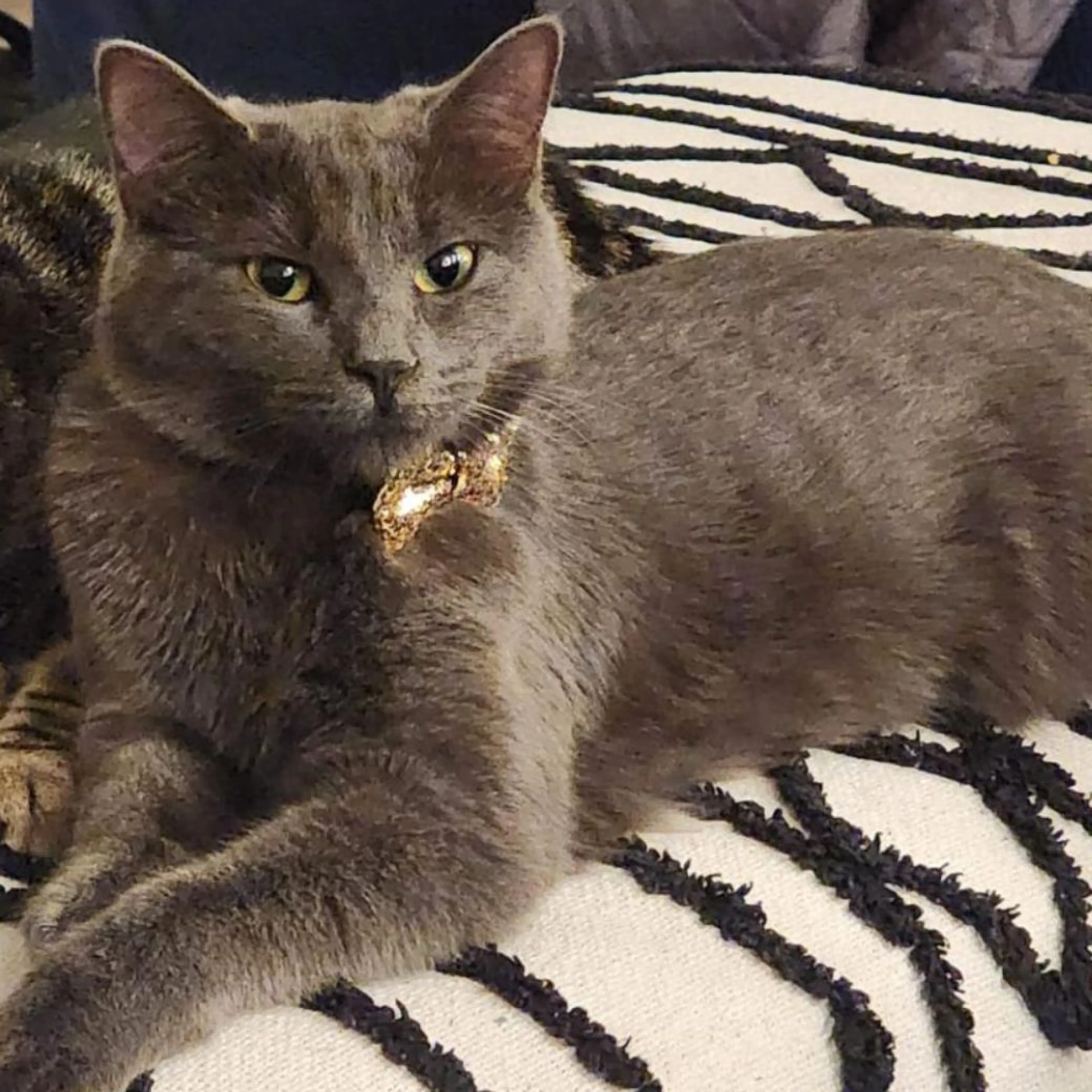 Lost pet