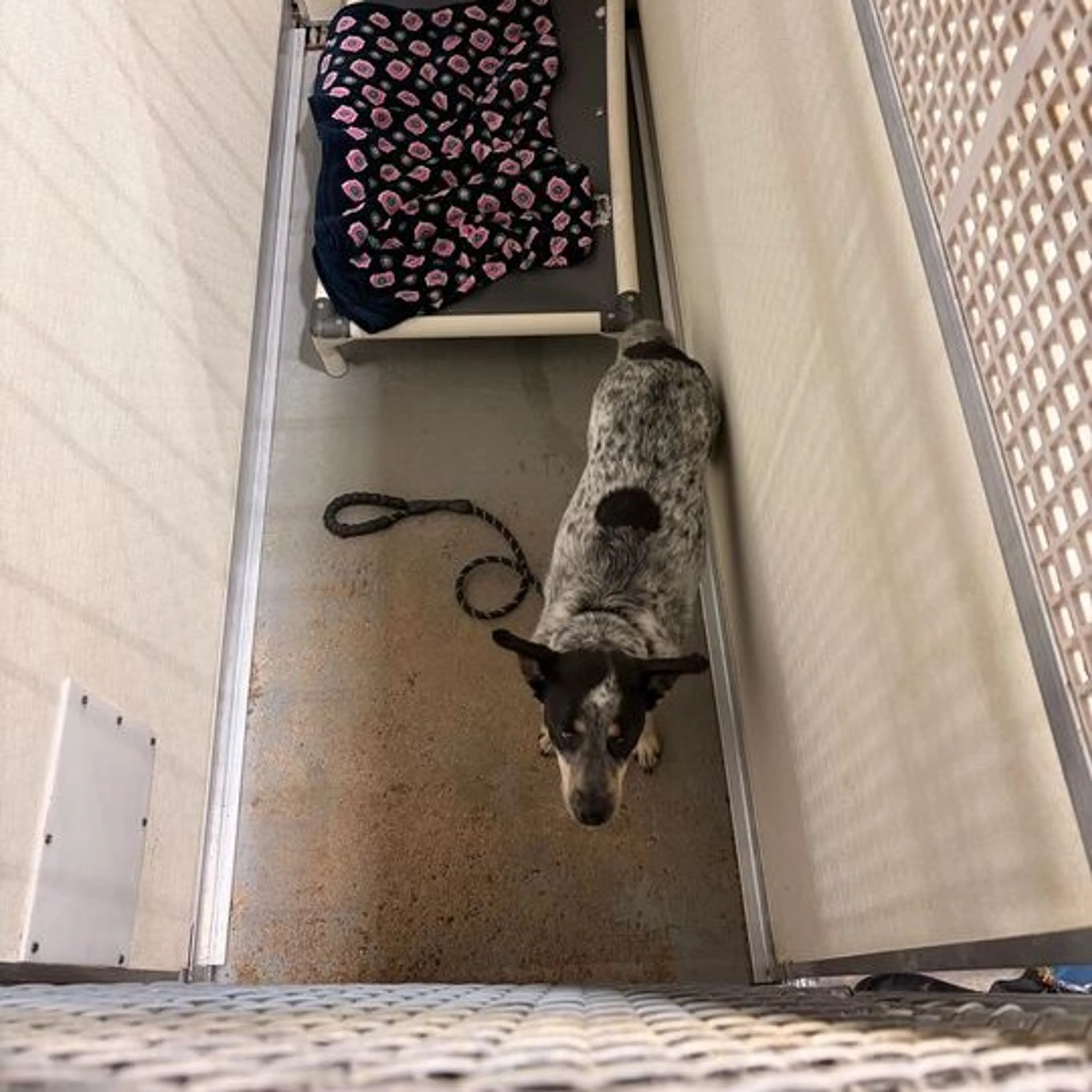 Found pet-1