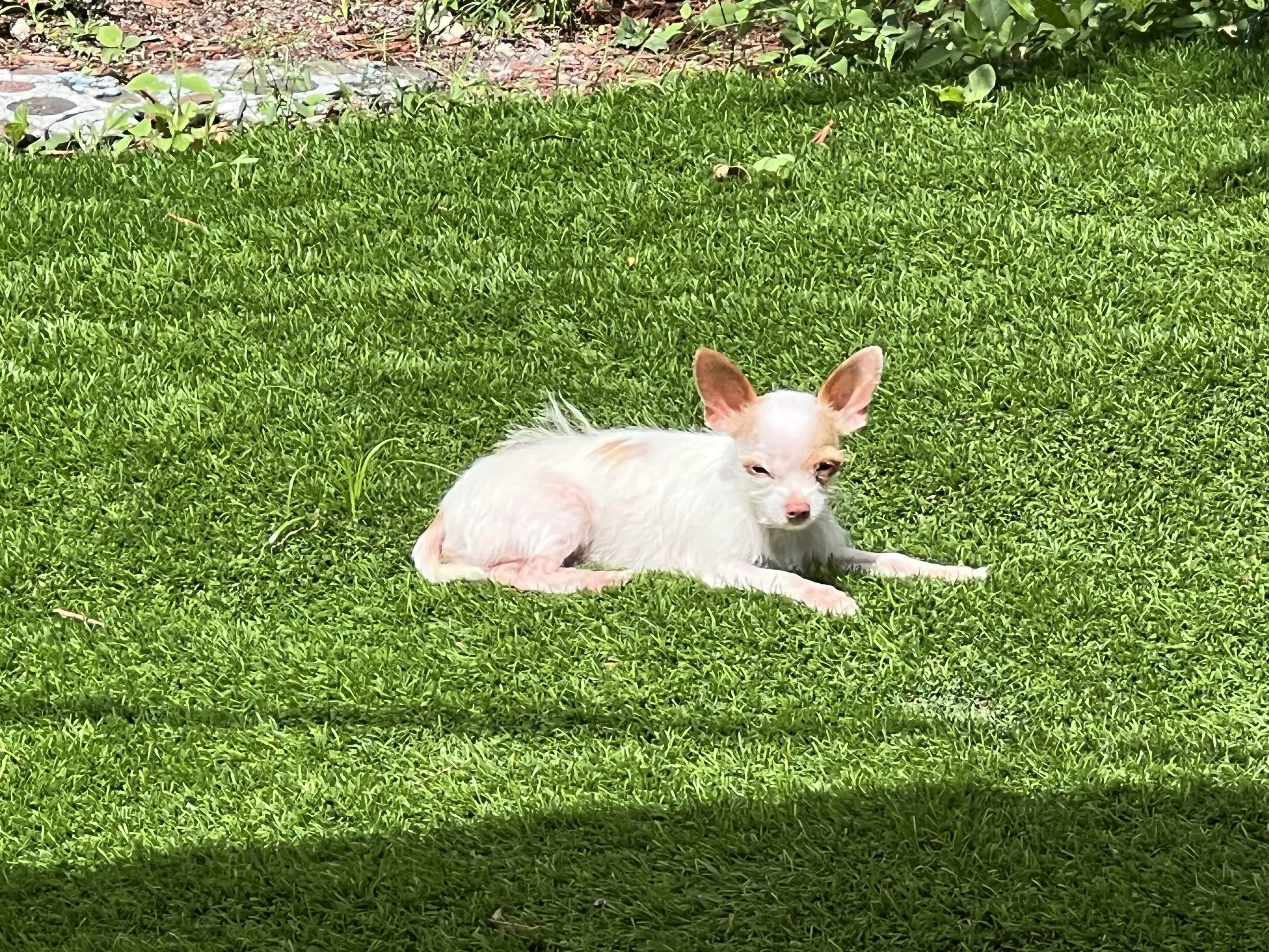 Lost pet