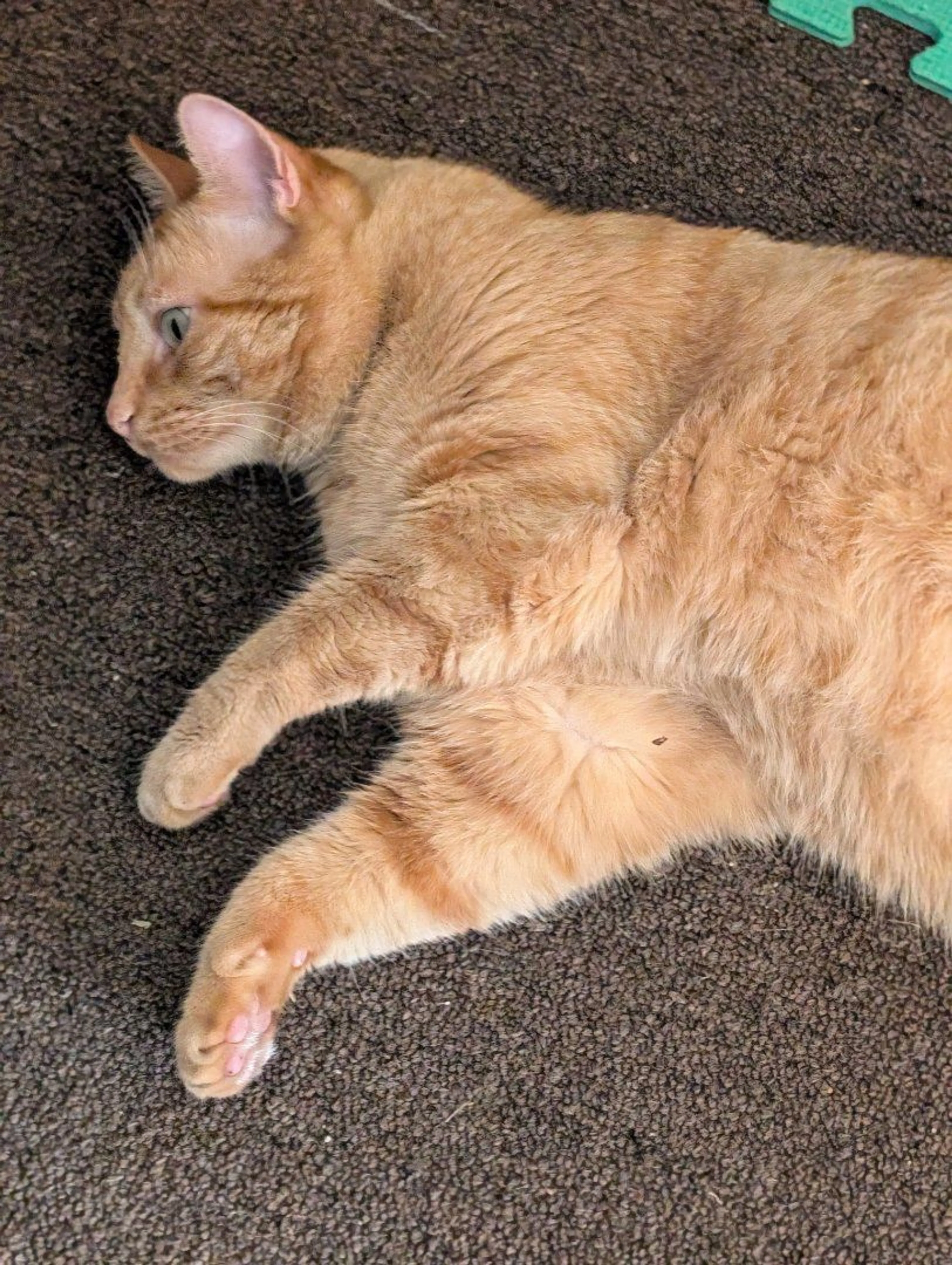 Lost pet-2
