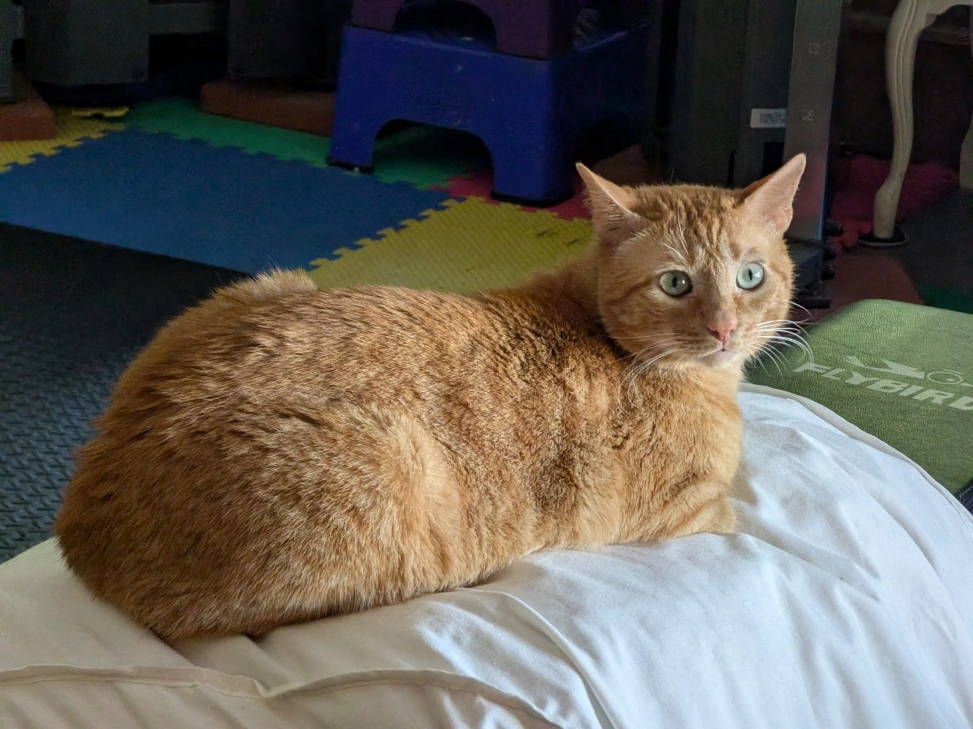 Lost pet-1
