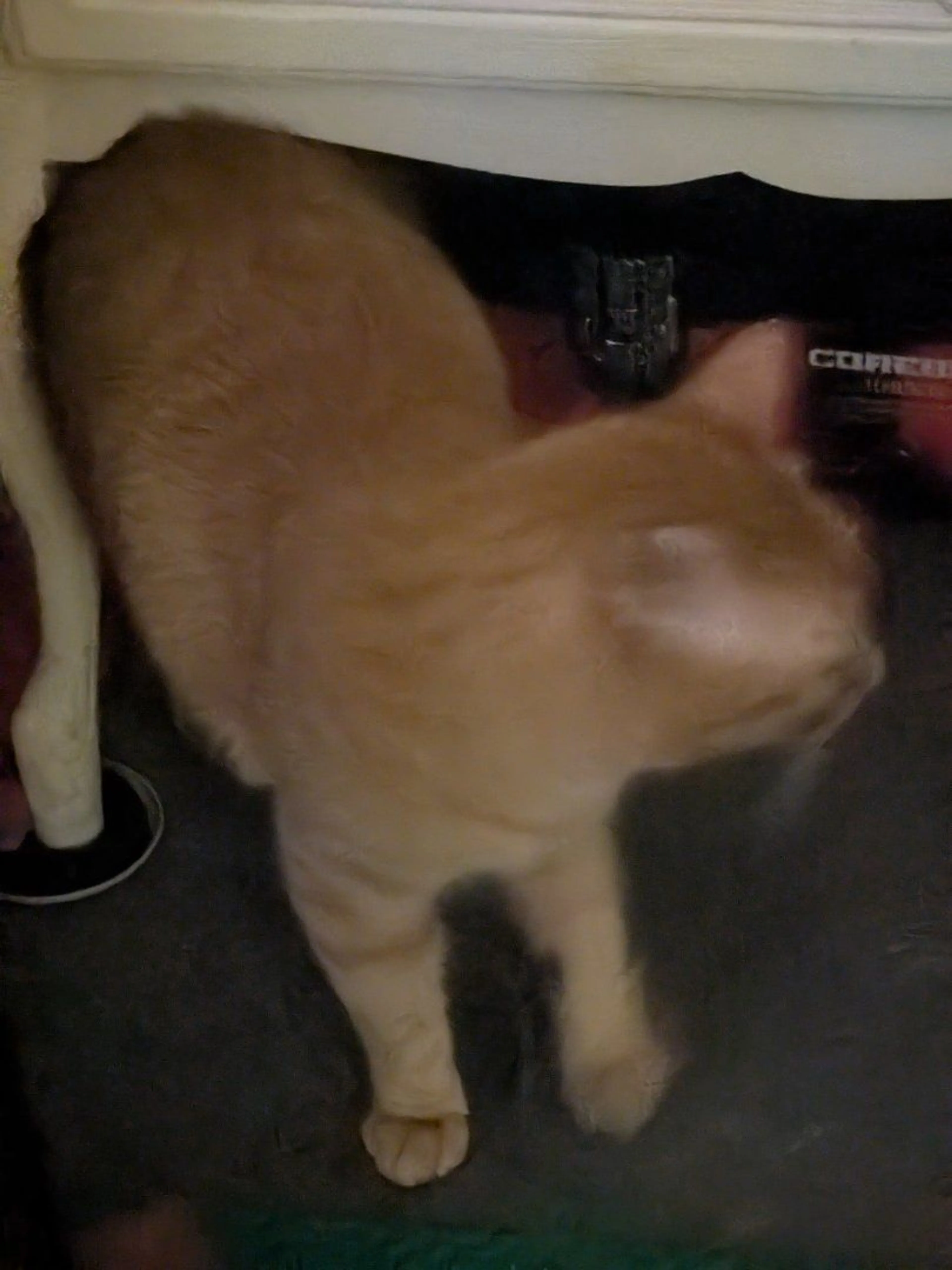 Lost pet-4