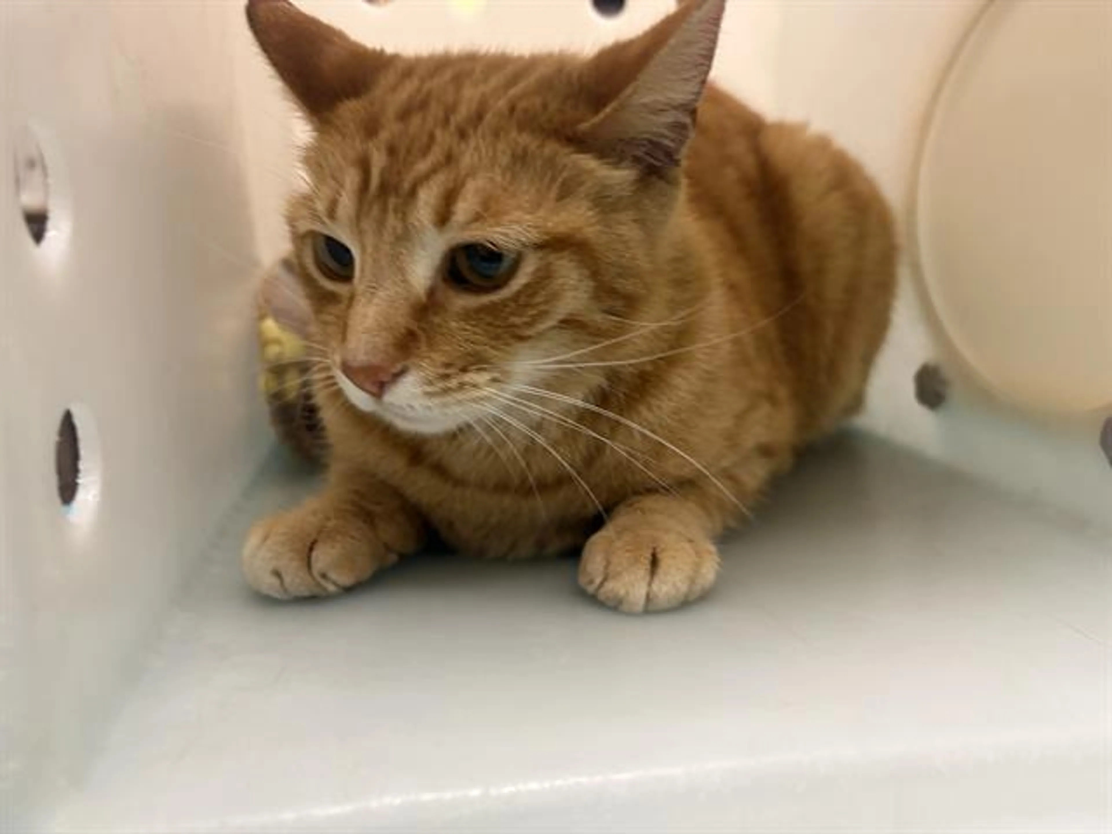 Found pet