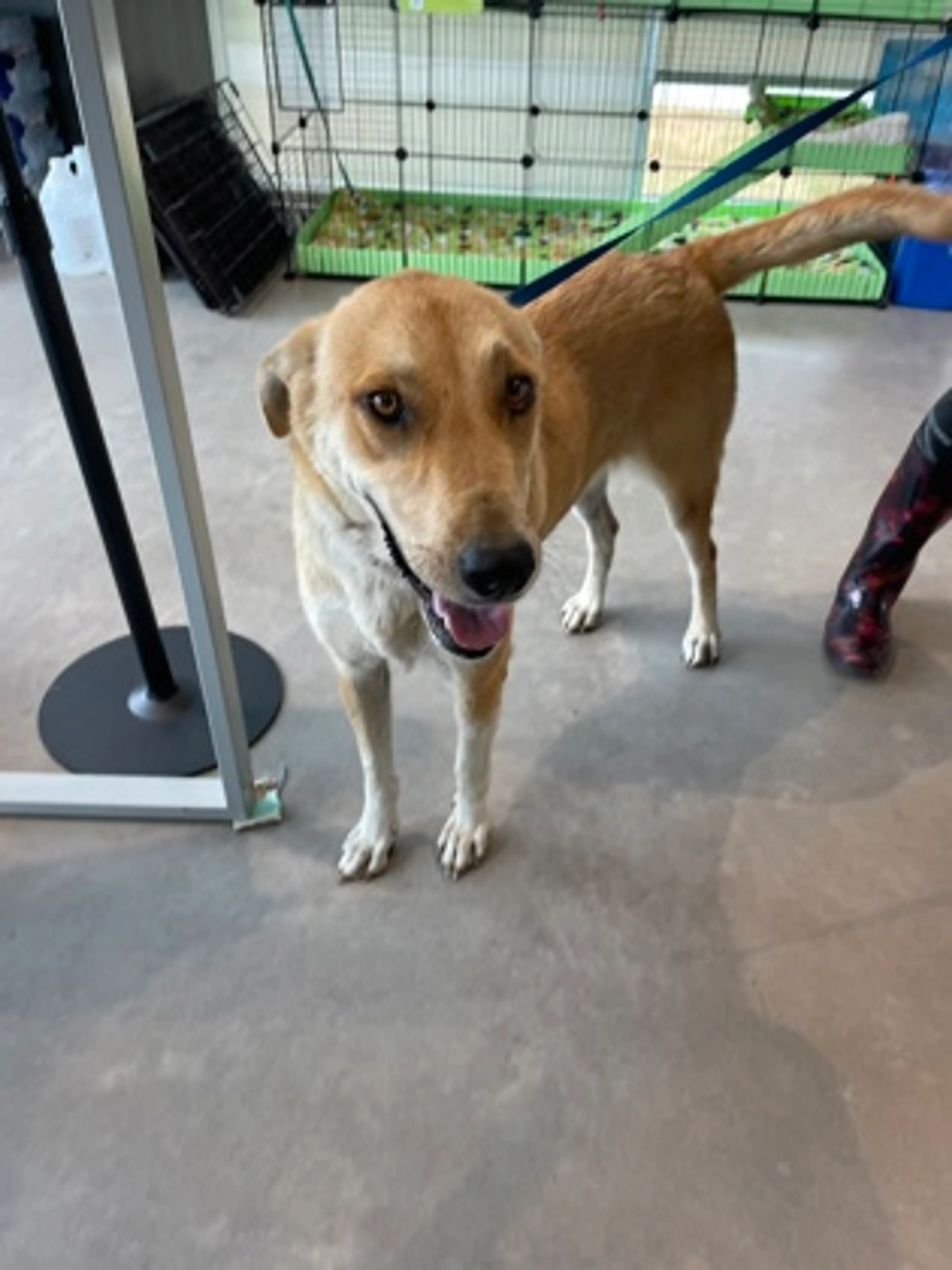 Found pet-2