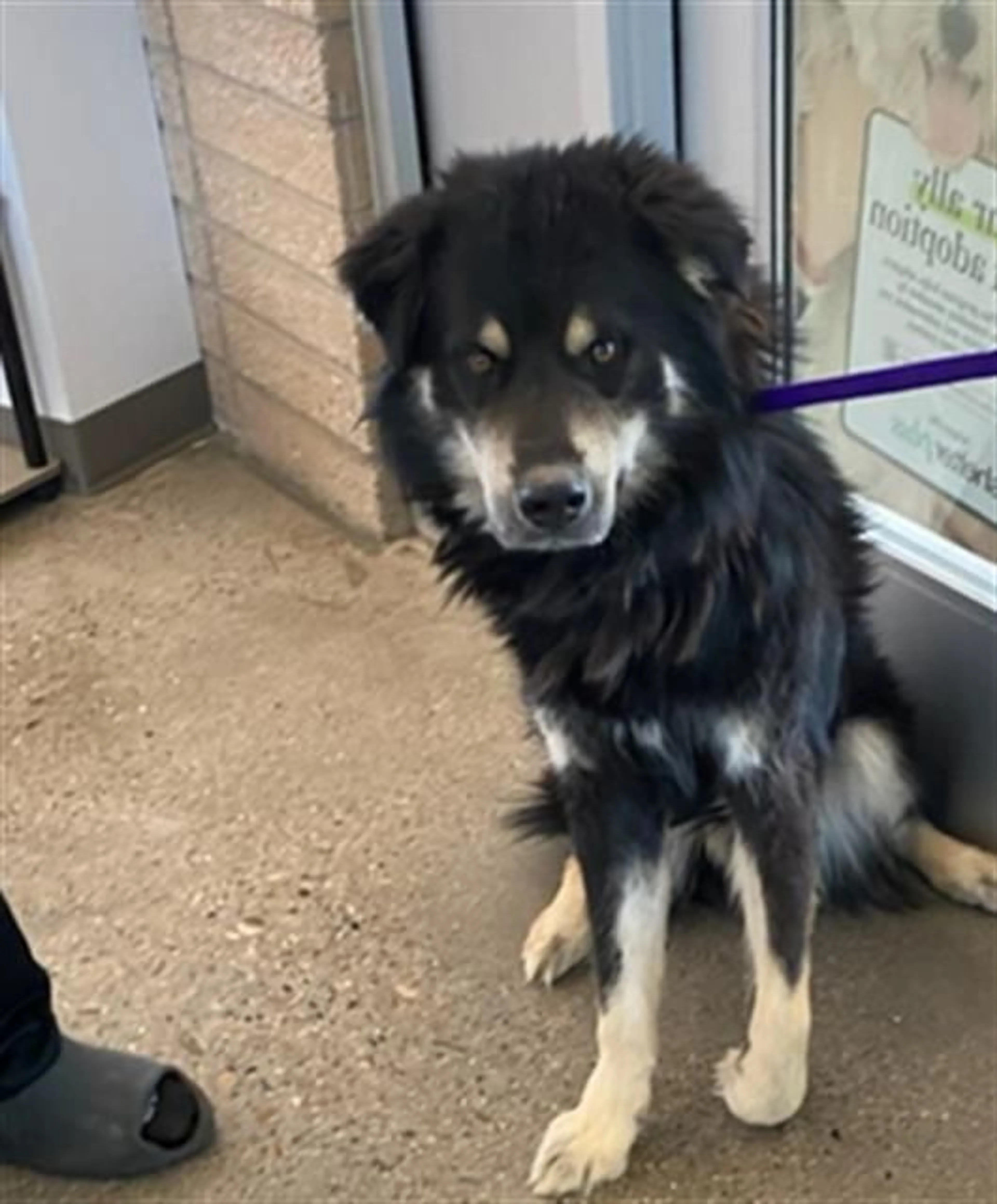 Found pet
