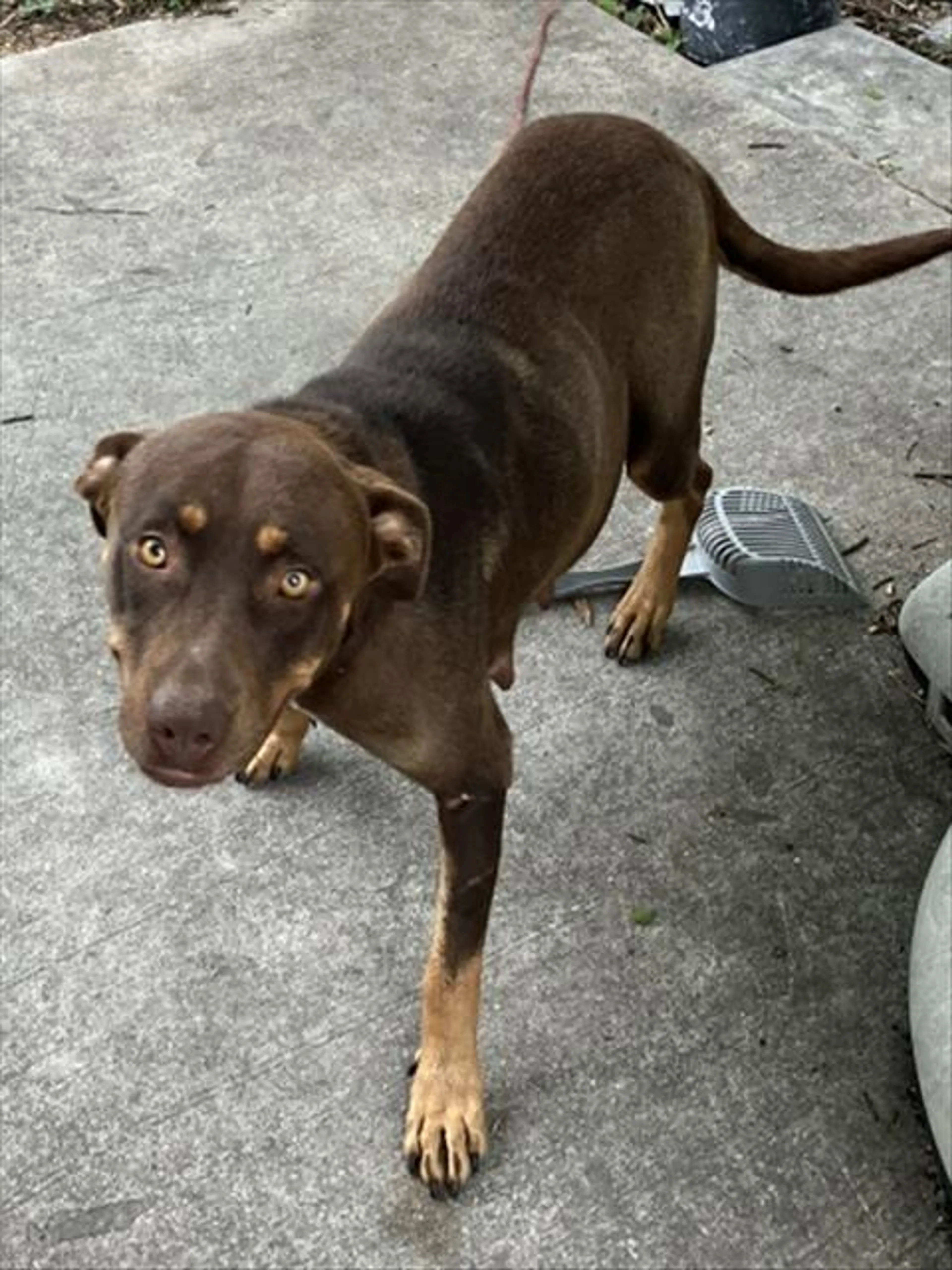 Found pet