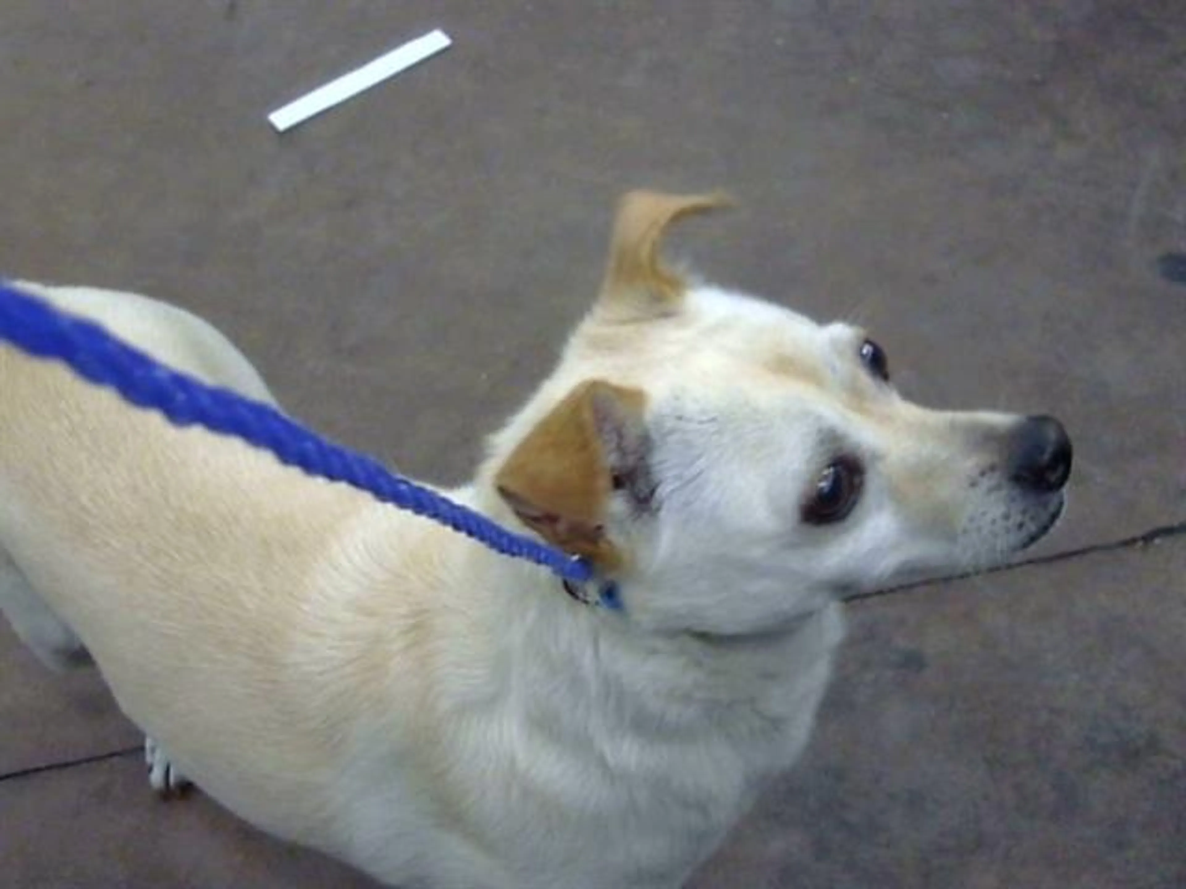 Found pet