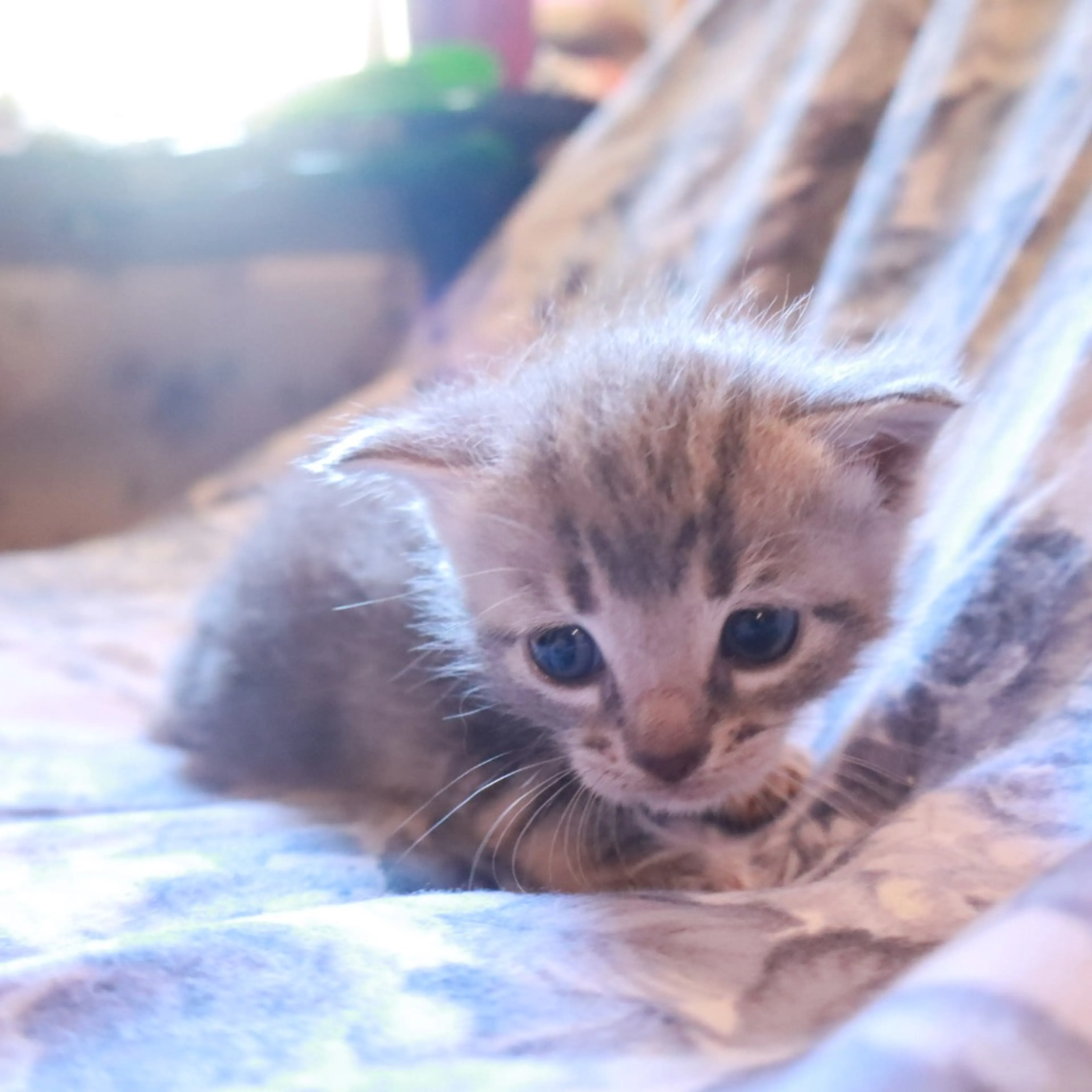 Found pet-2