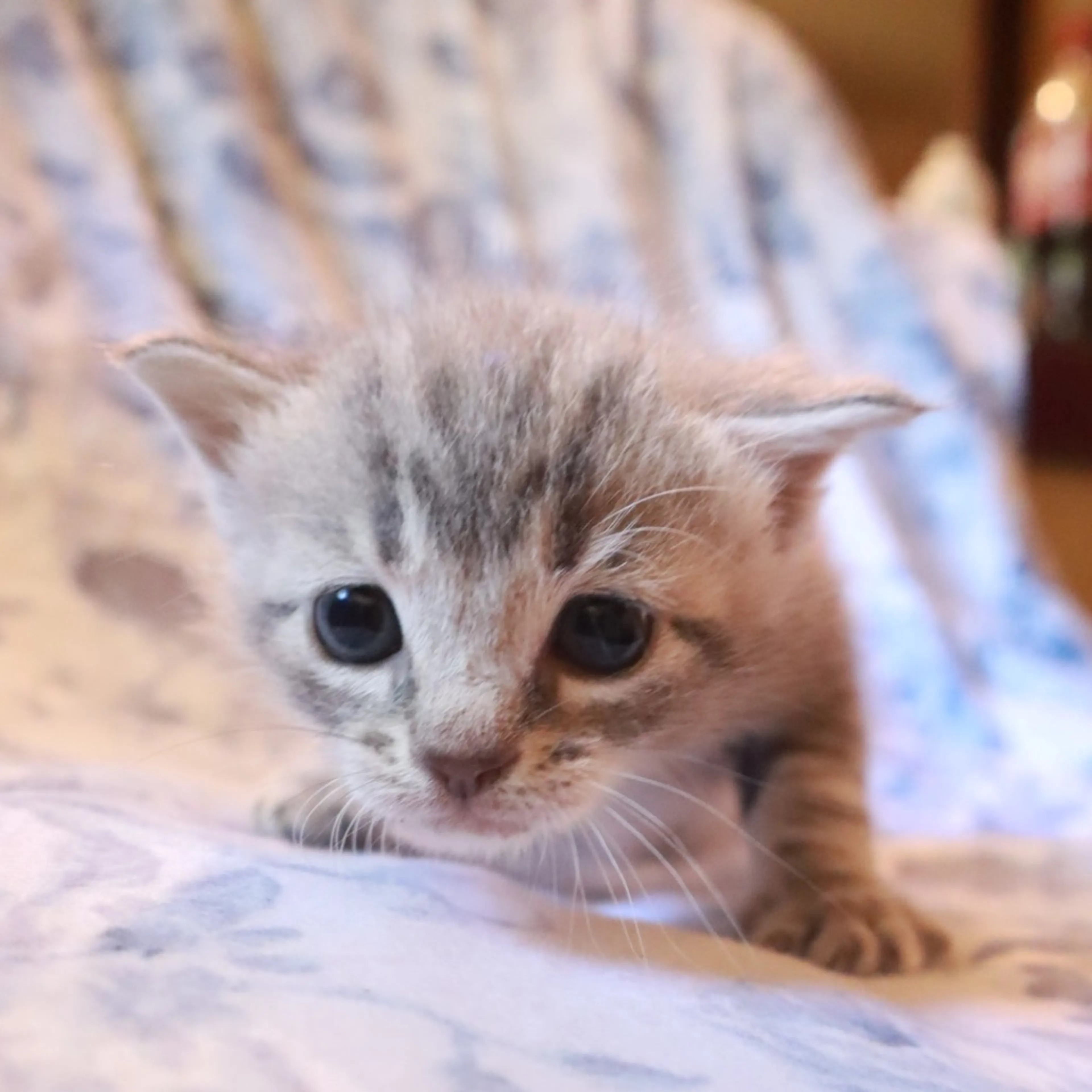 Found pet-0