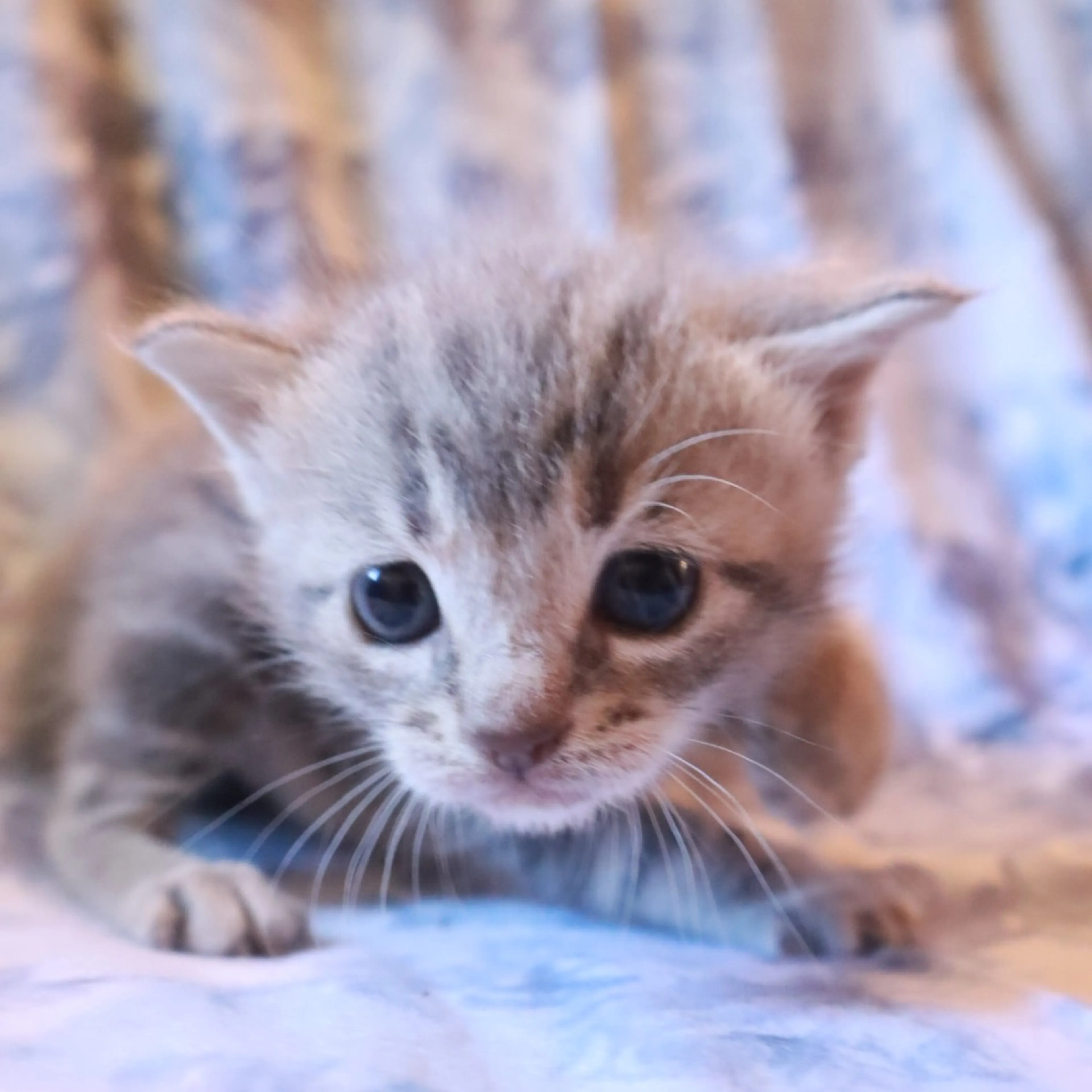 Found pet-5