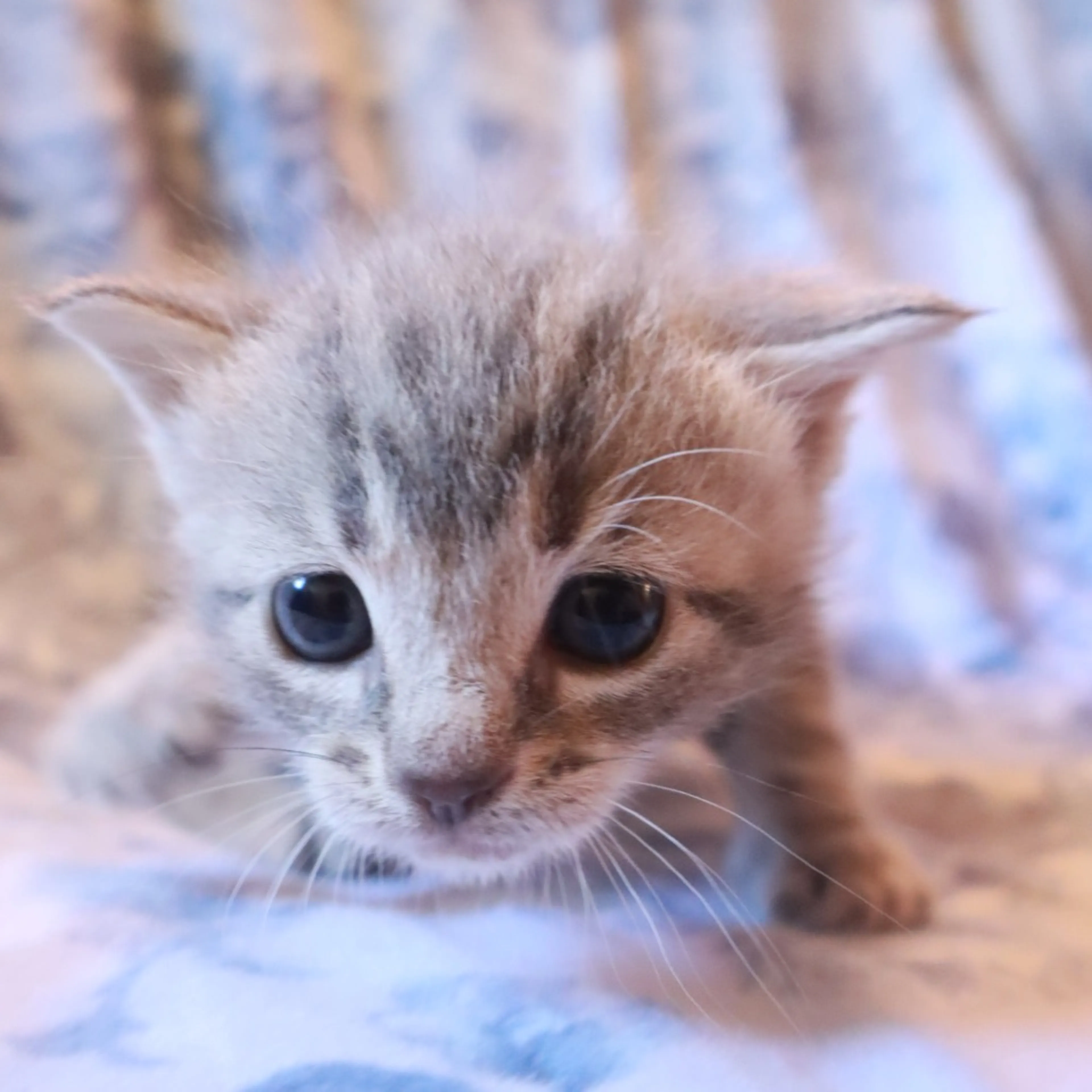 Found pet-4