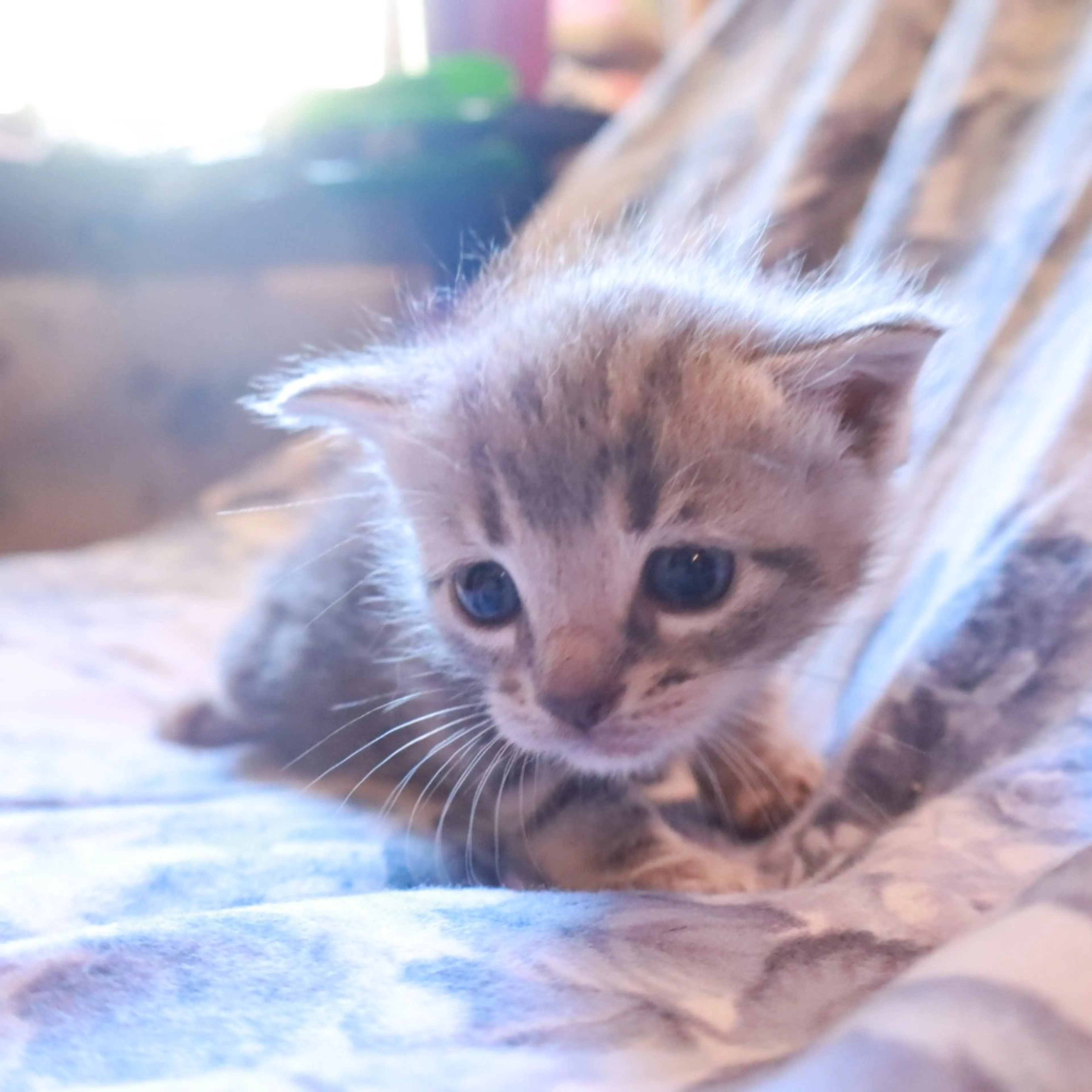 Found pet-3