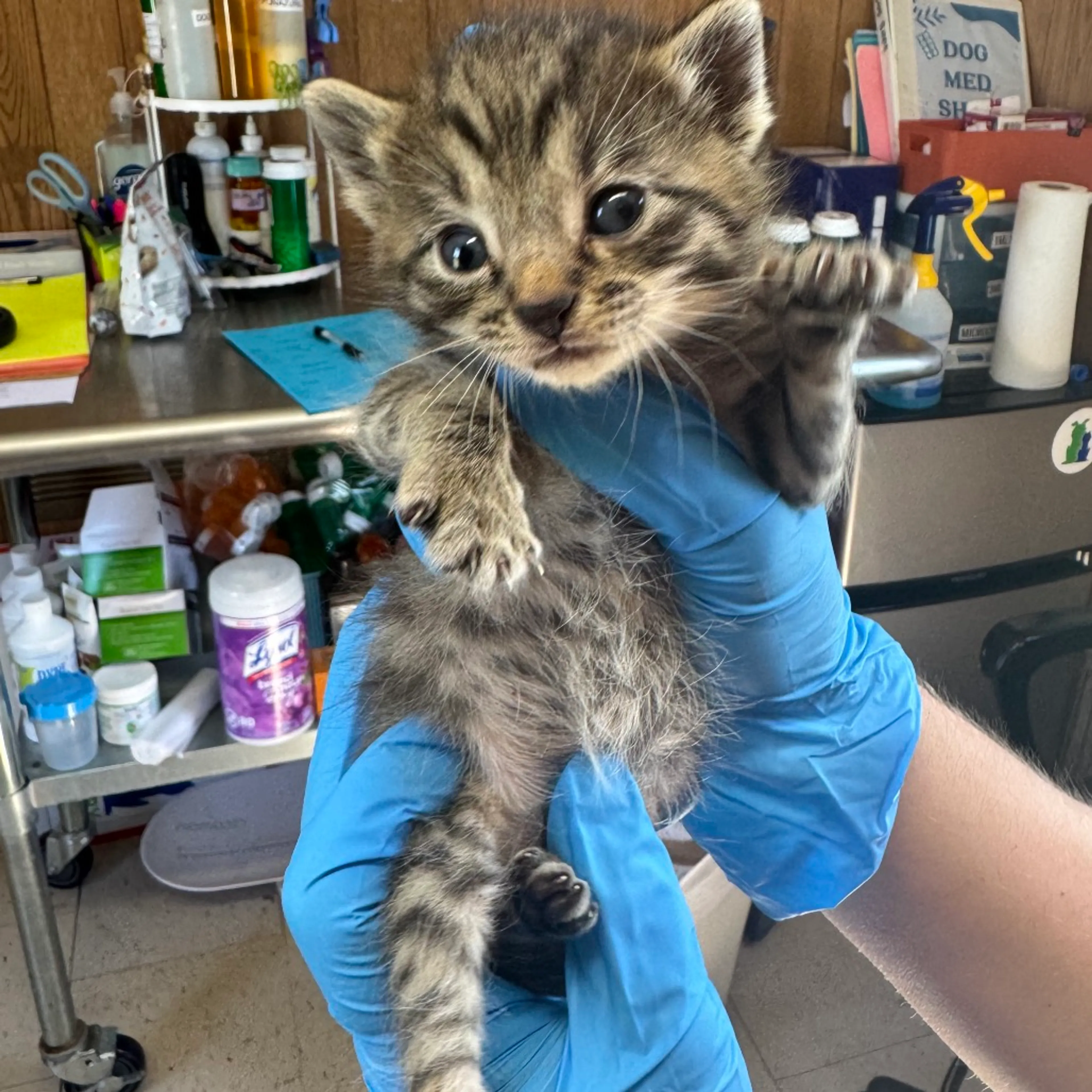 Found pet
