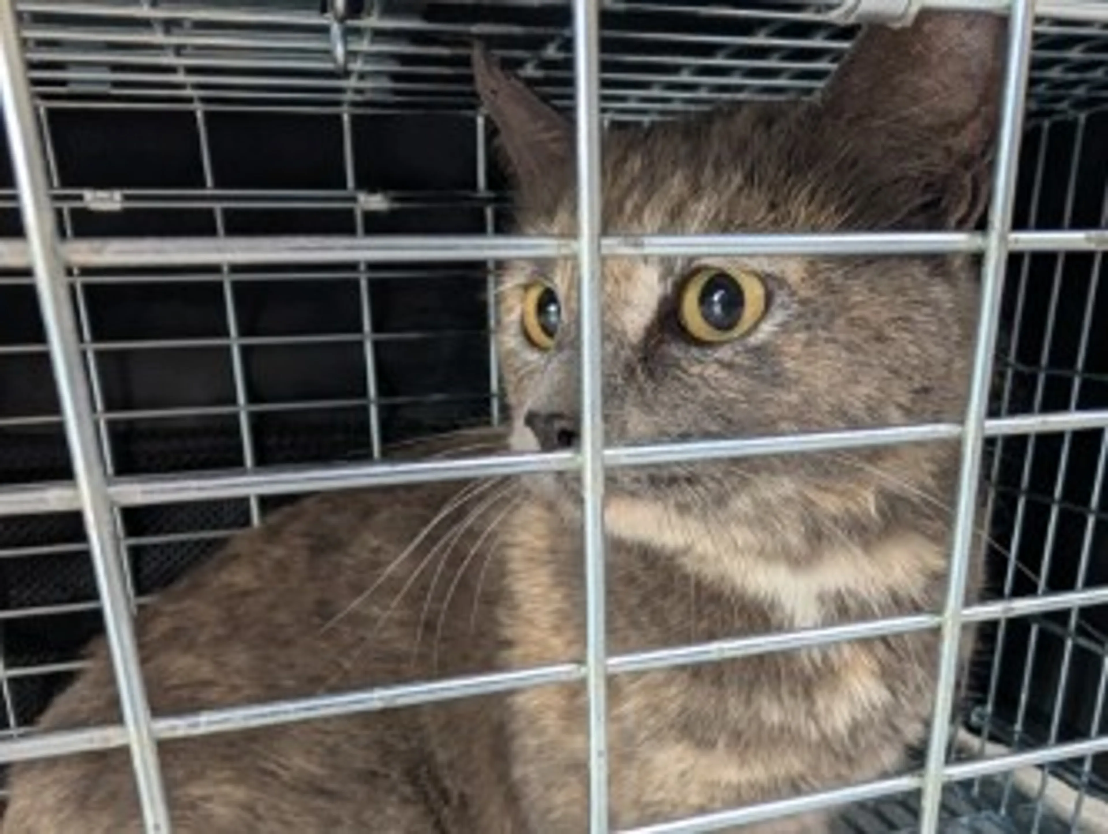 Found pet