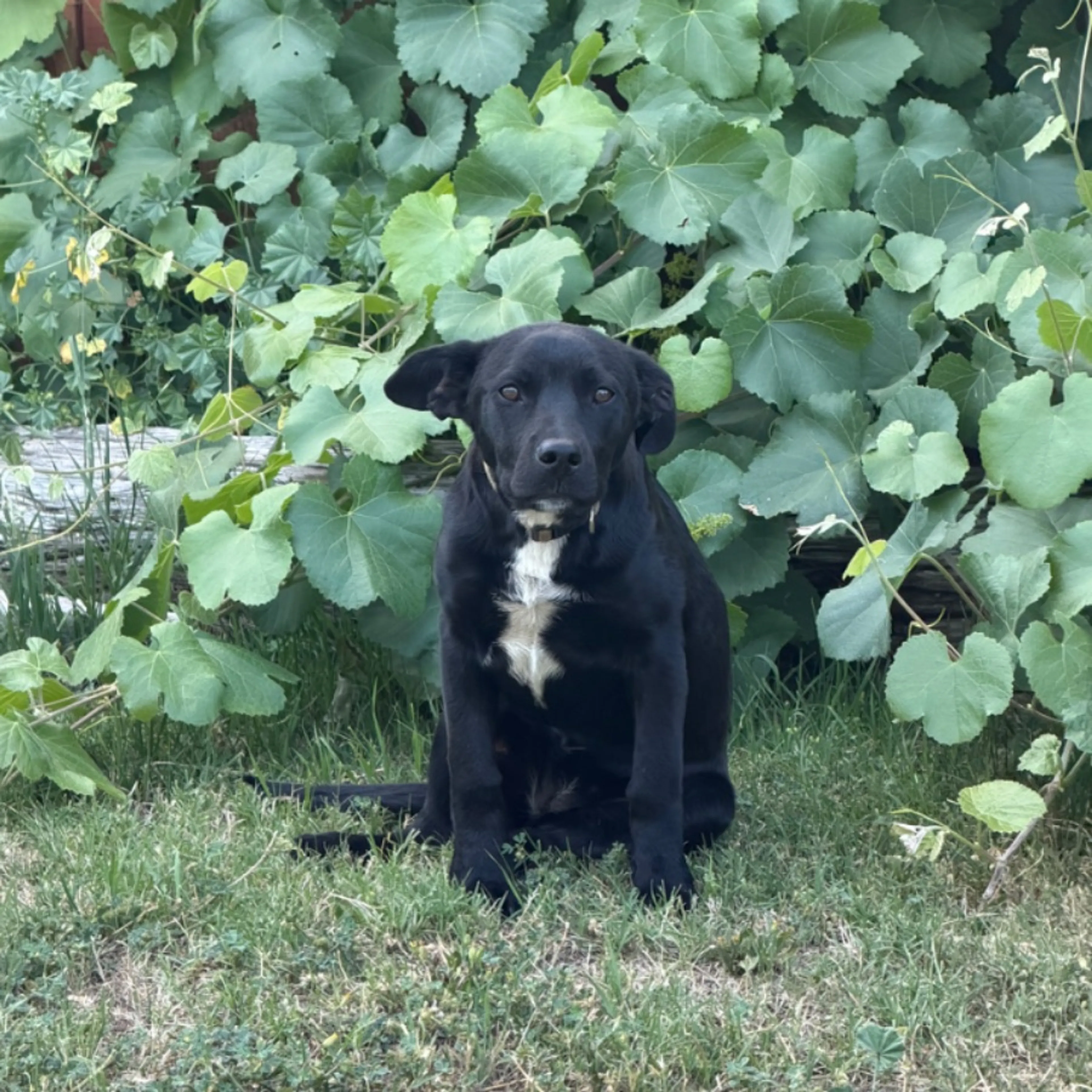 Found pet