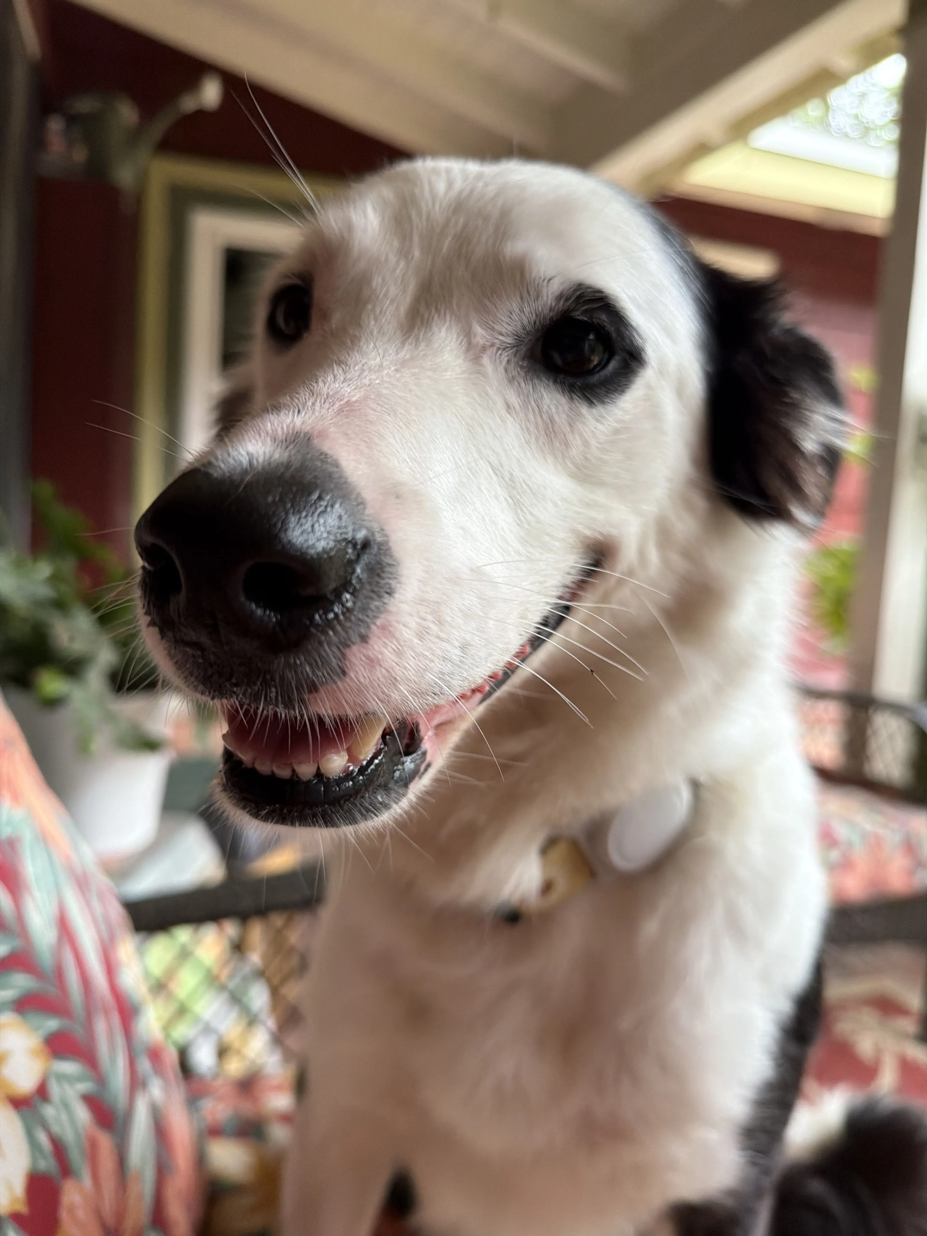Lost pet-2