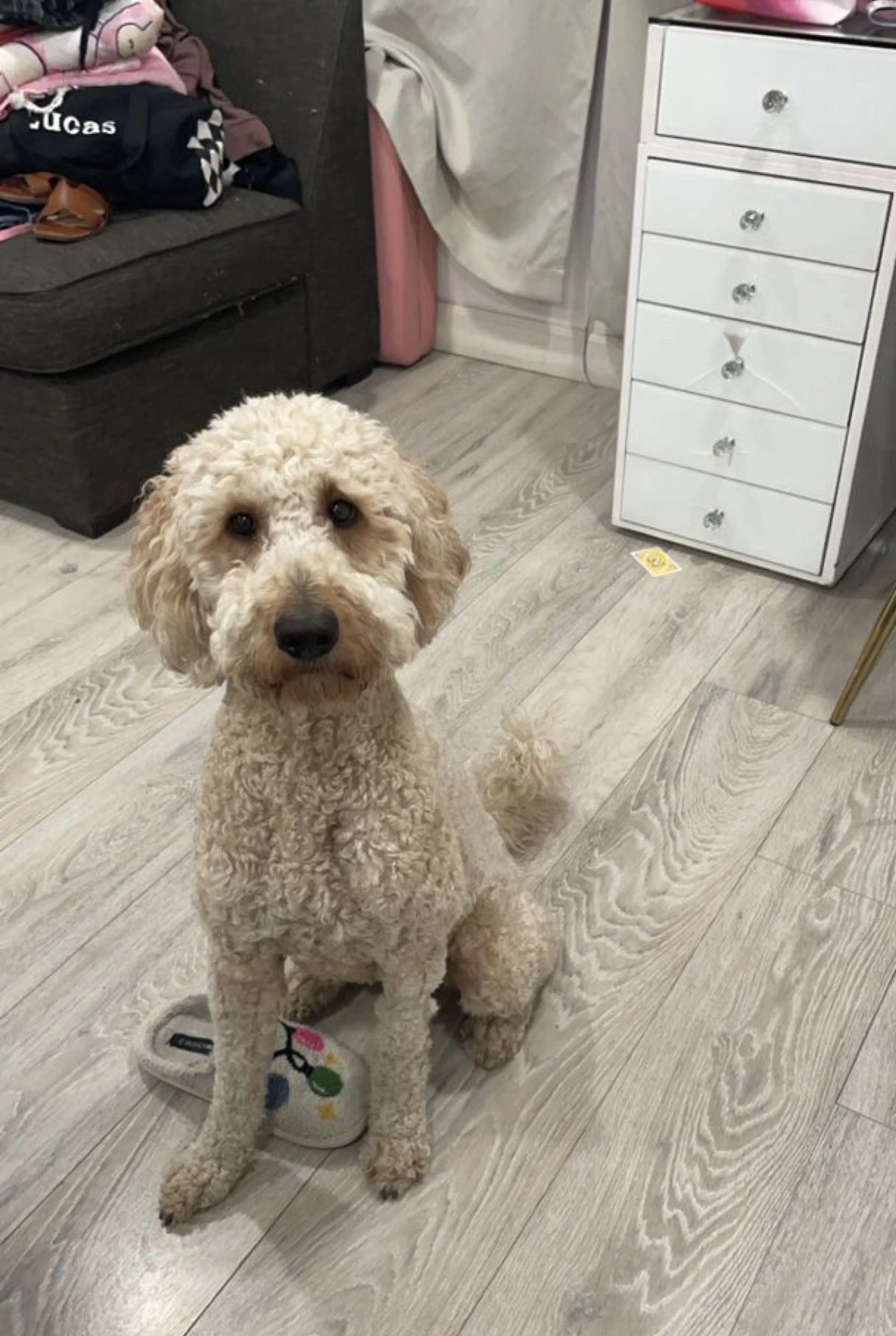 Lost pet