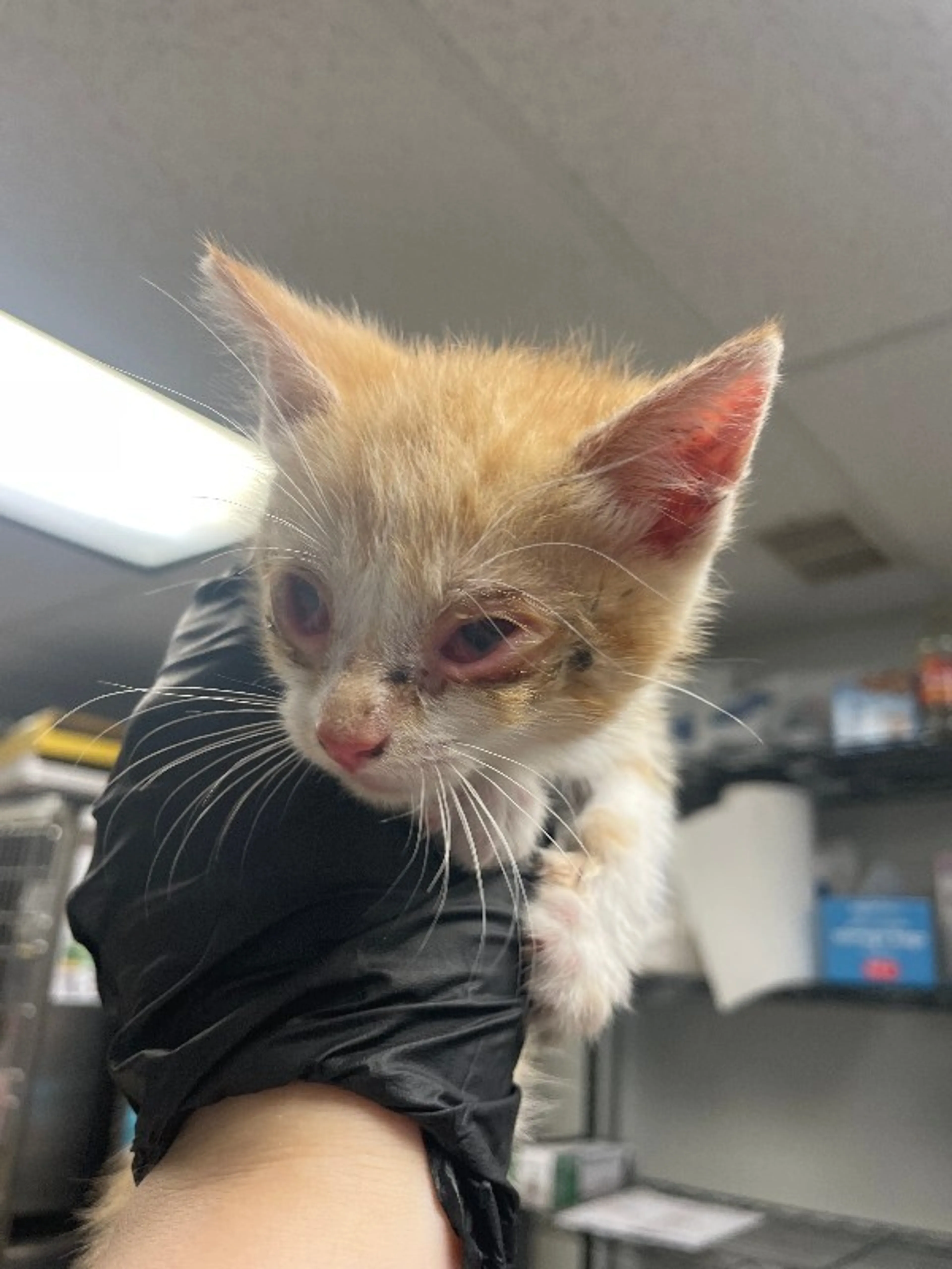 Found pet-0