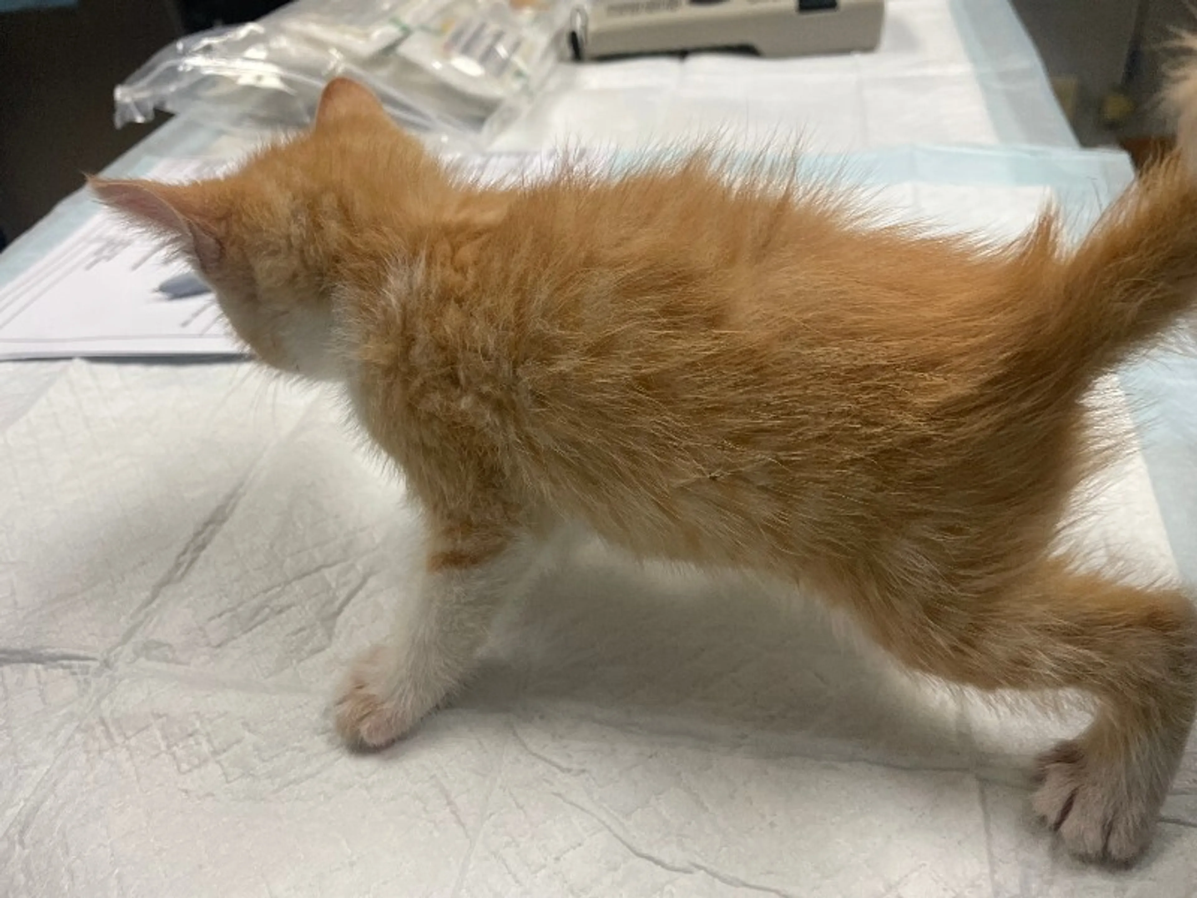 Found pet-1