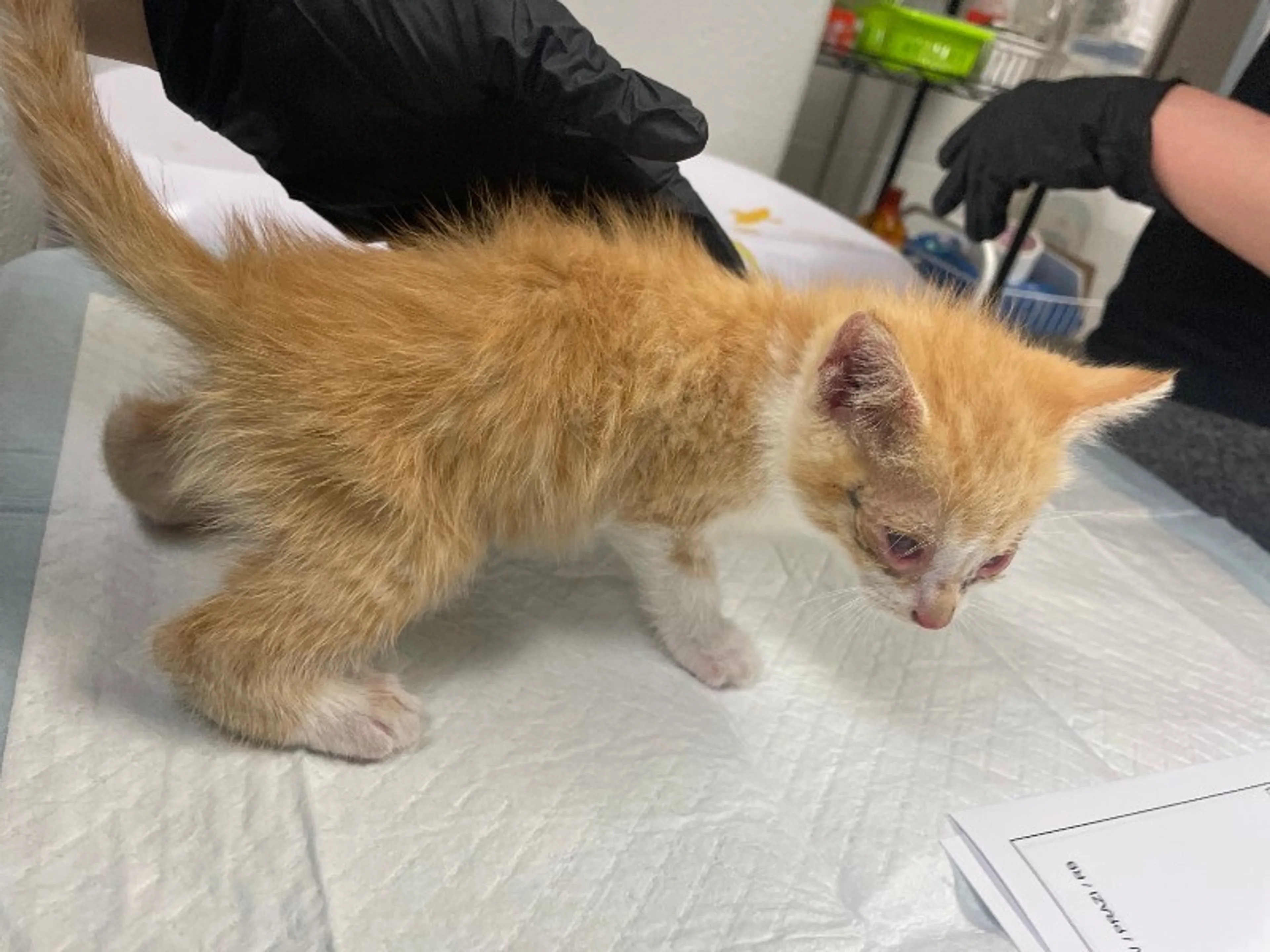 Found pet-3