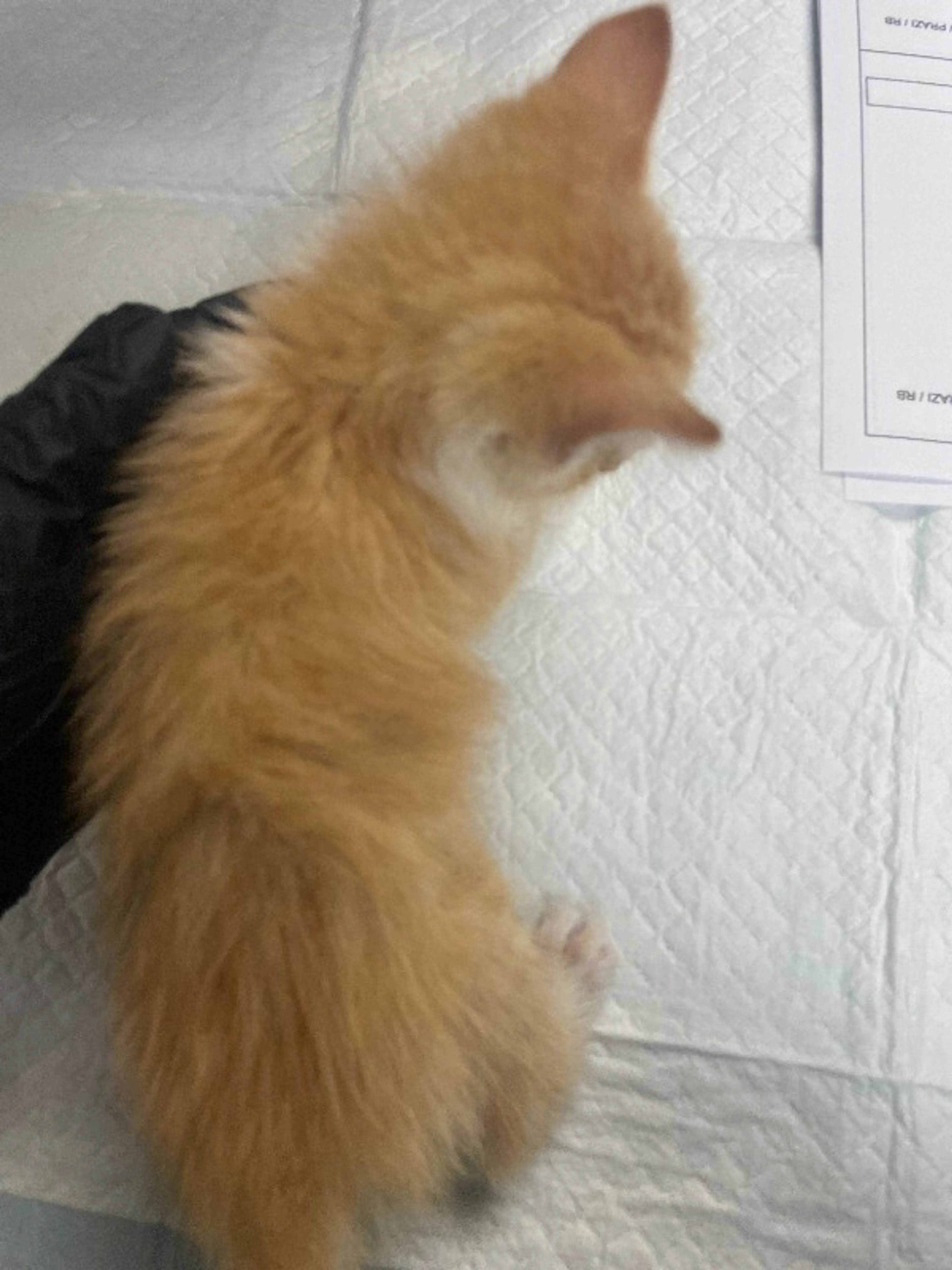 Found pet-2