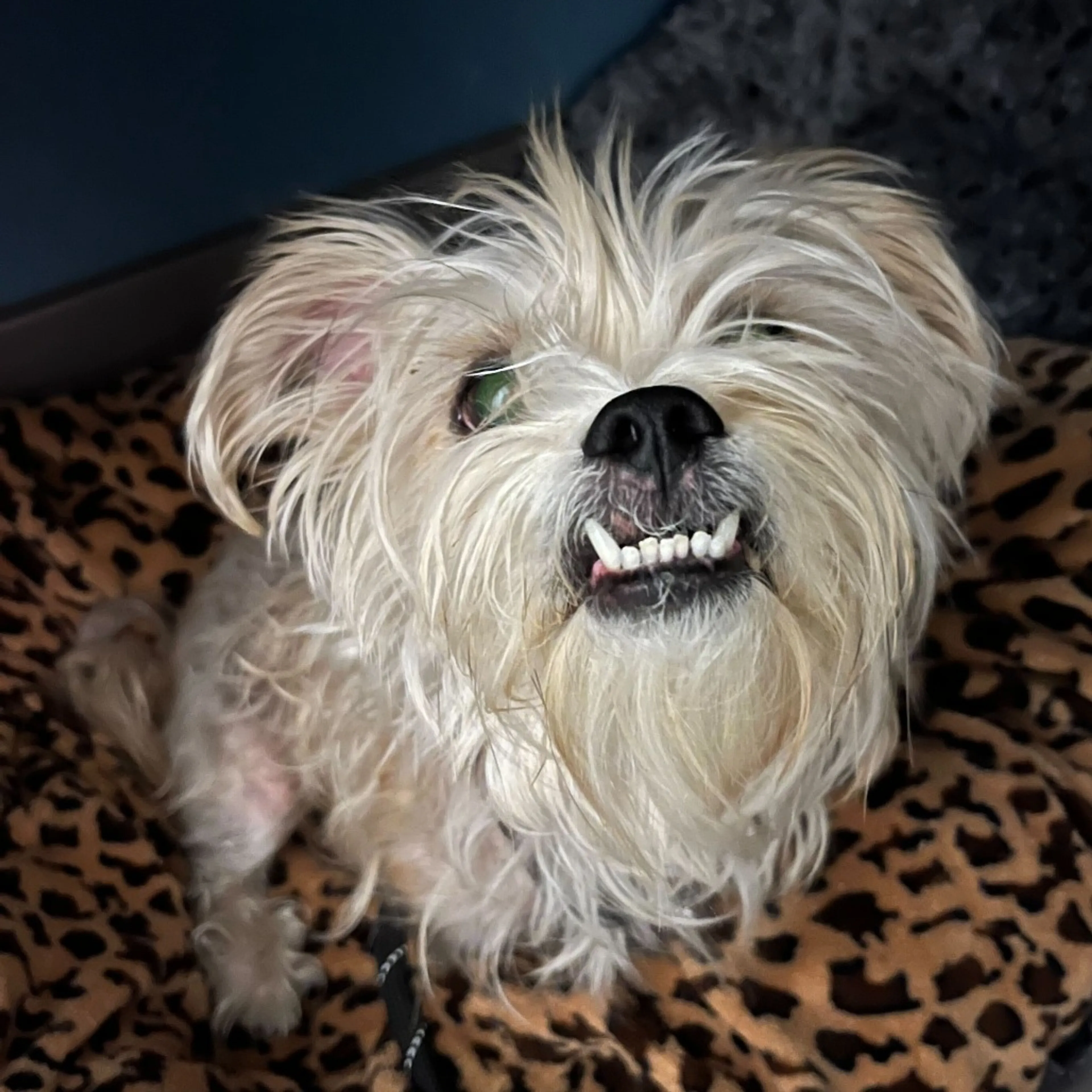 Found pet-3