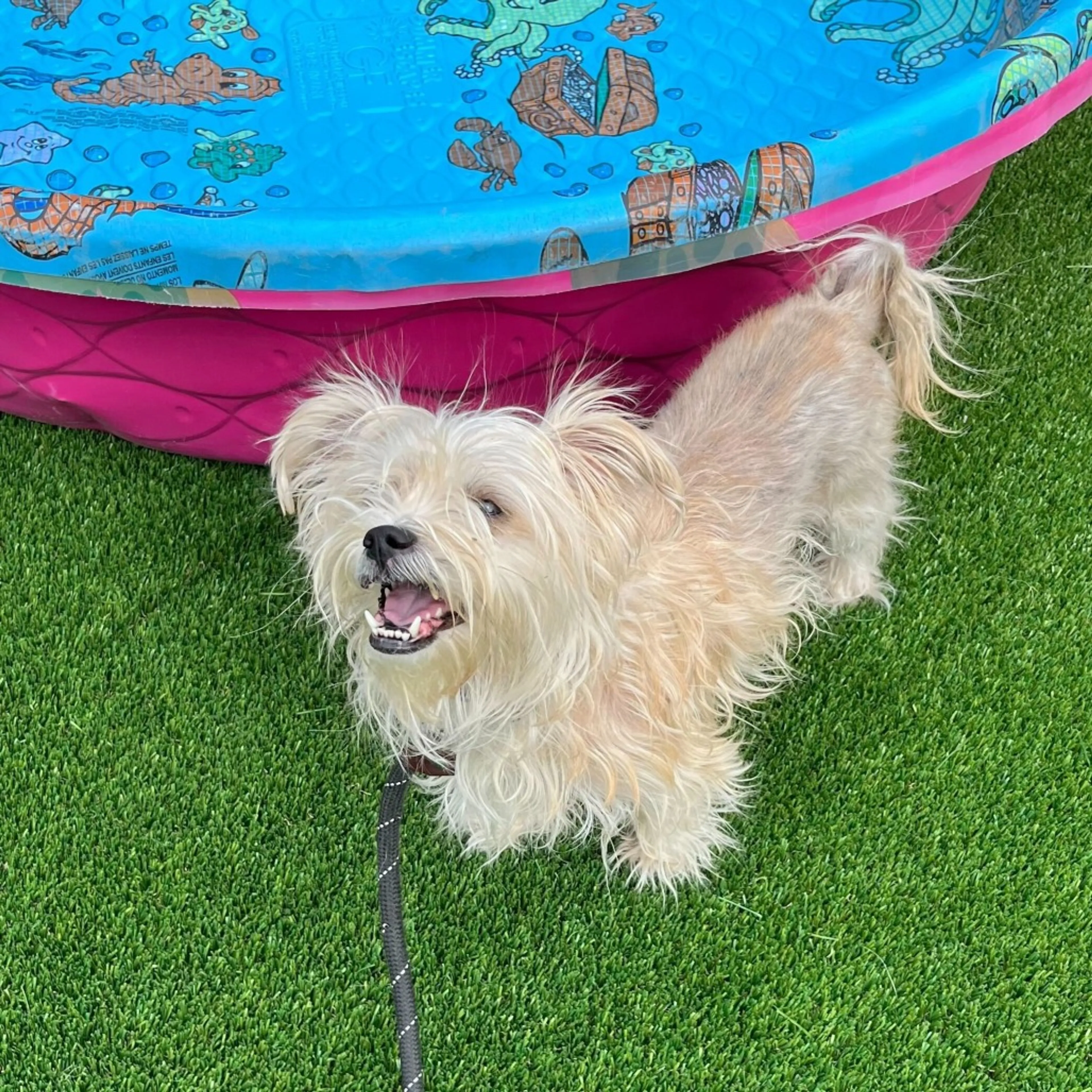 Found pet-2