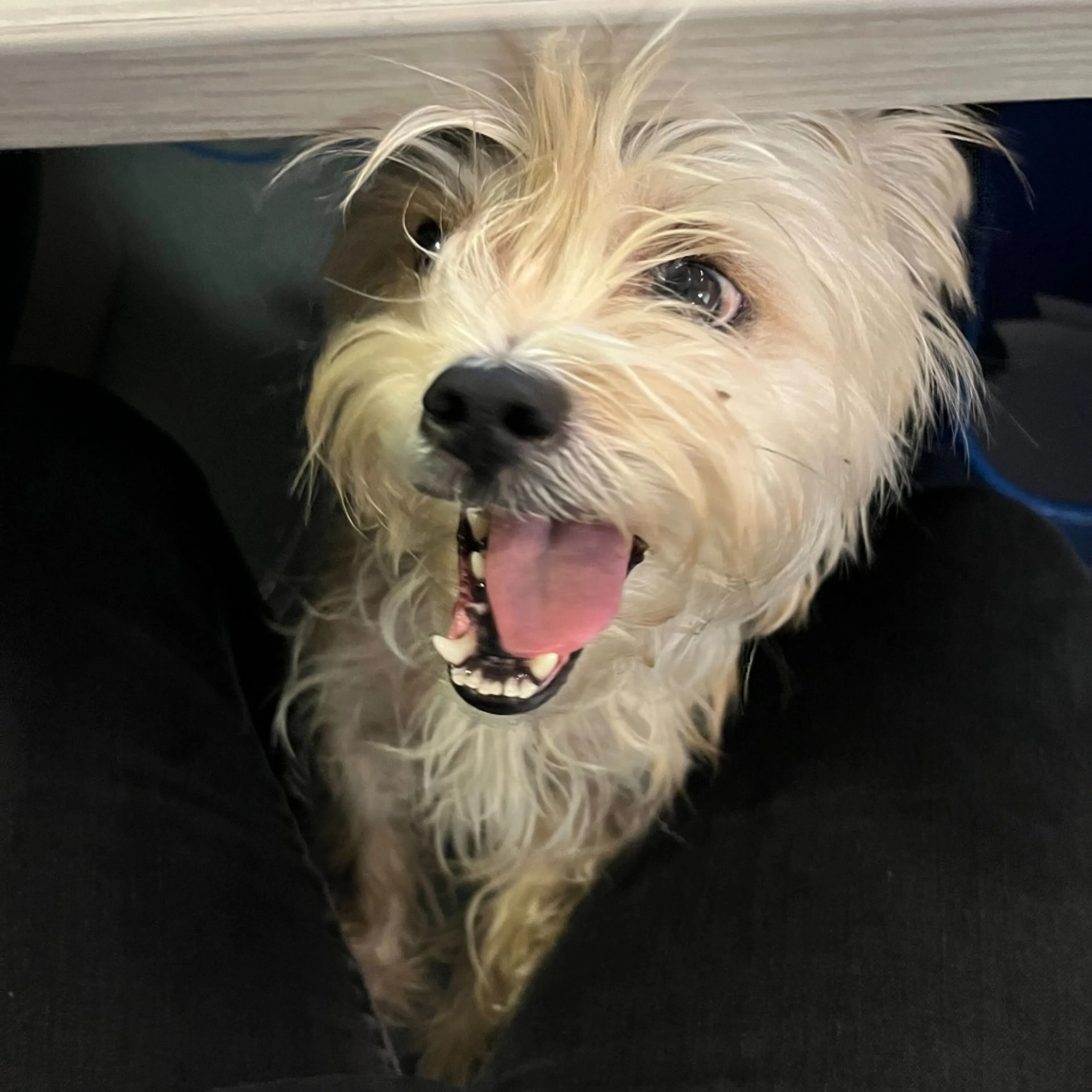 Found pet-6