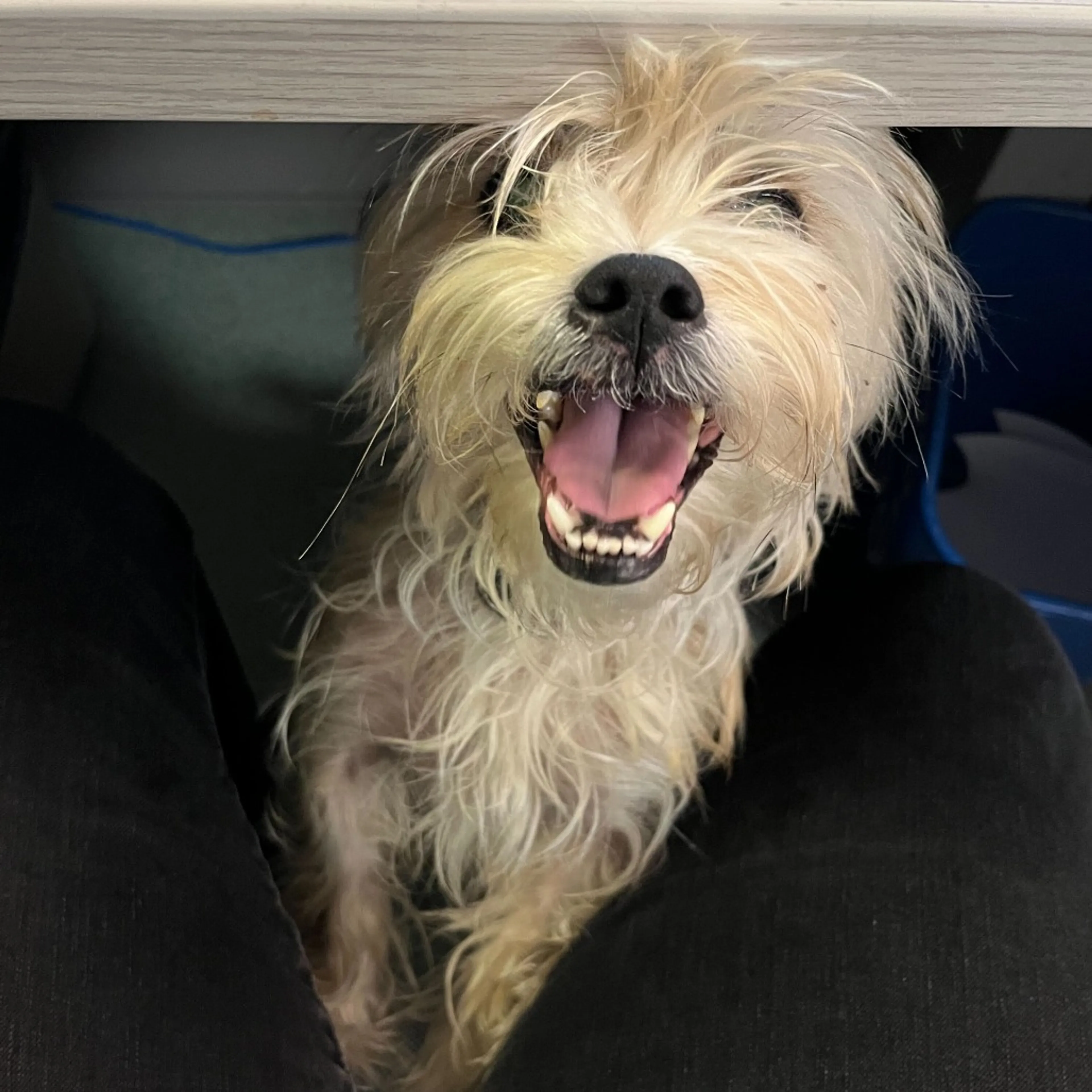 Found pet-4