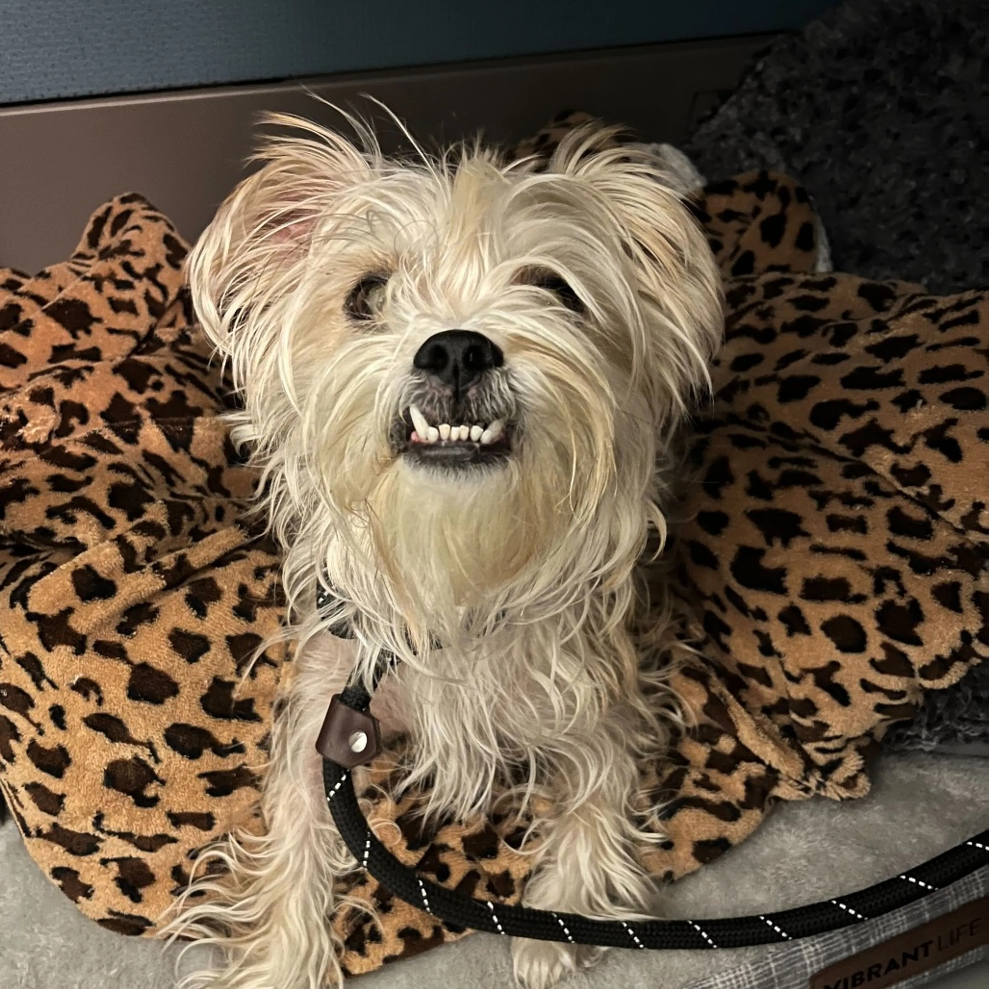 Found pet-8