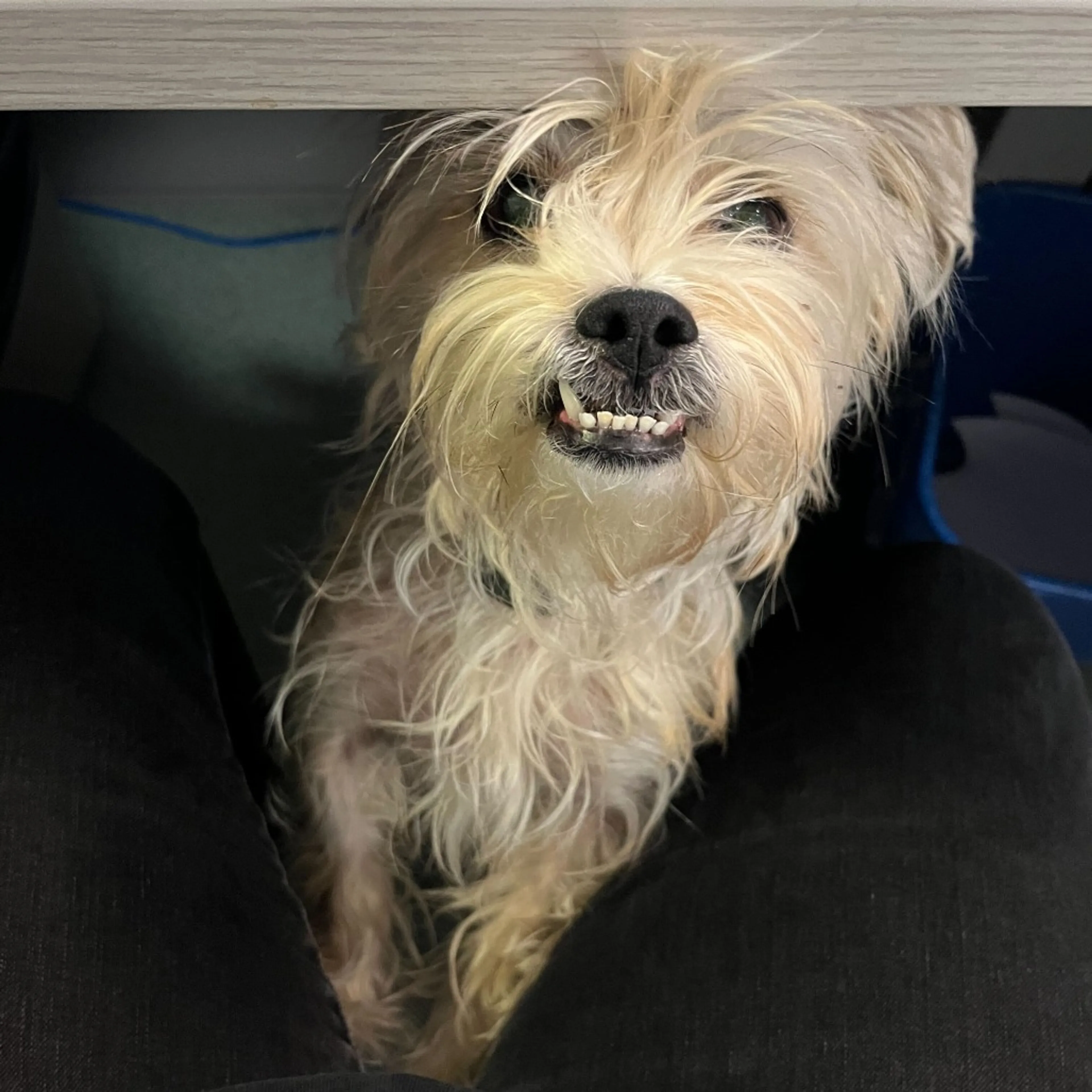 Found pet-5