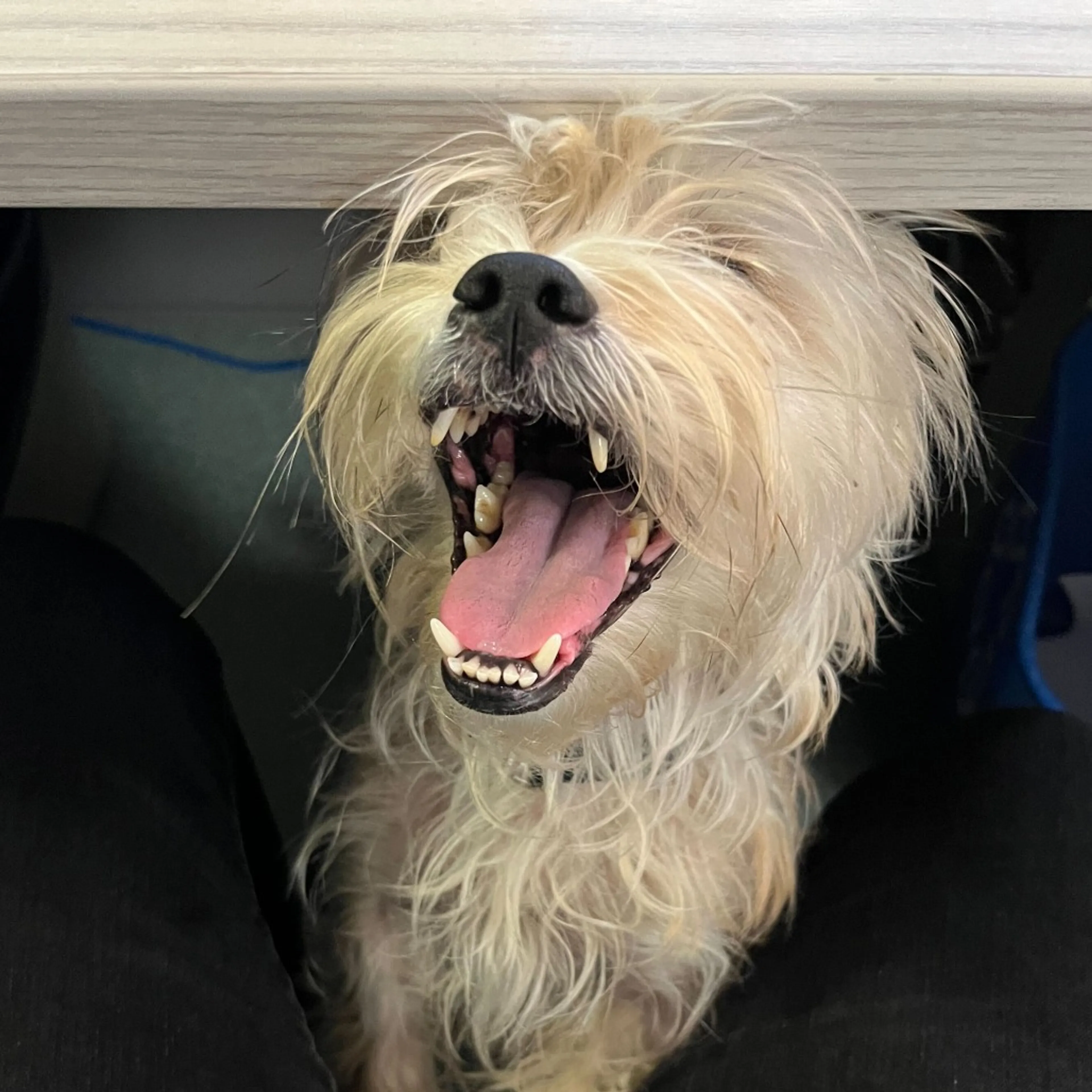 Found pet-7