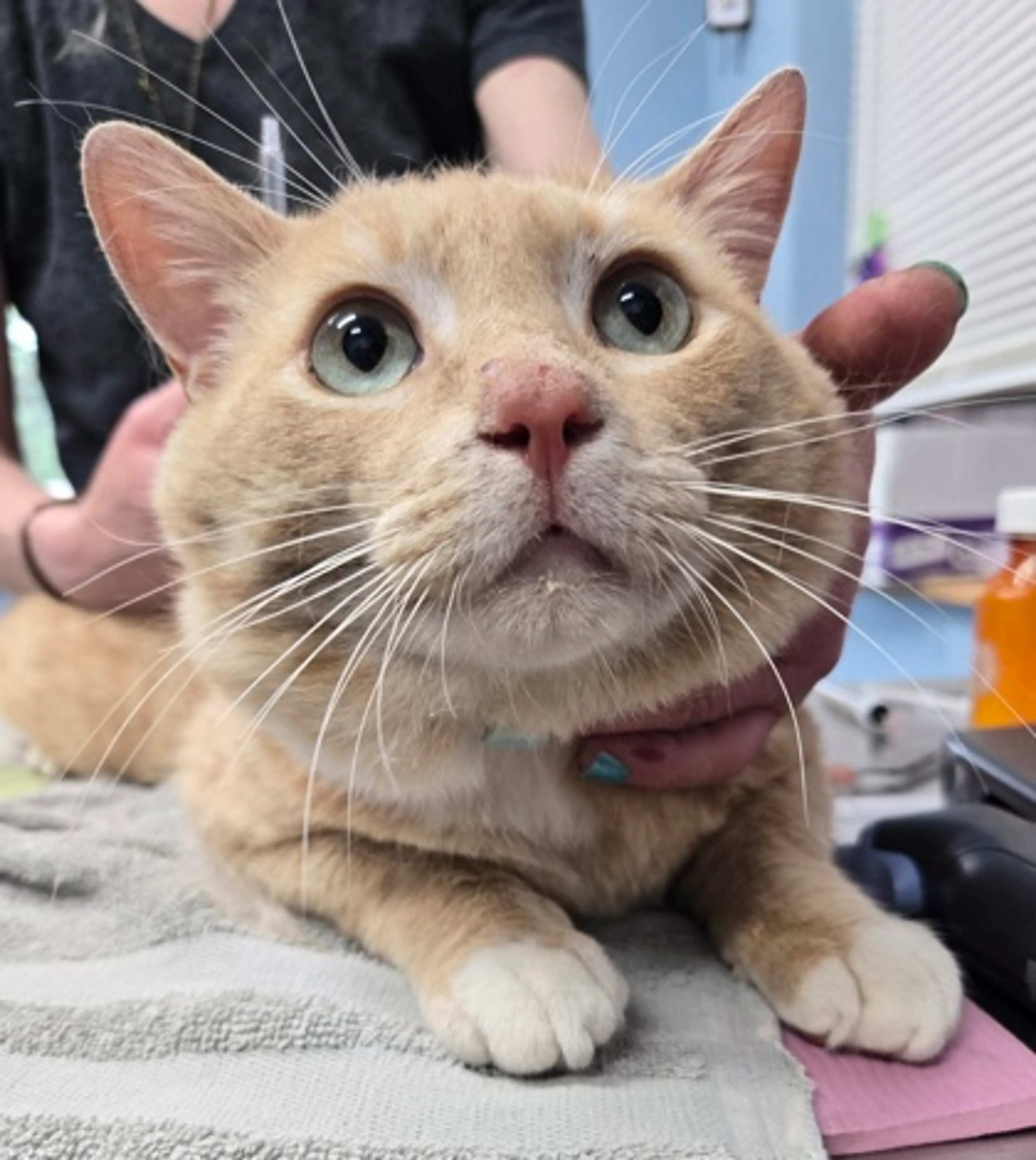 Found pet