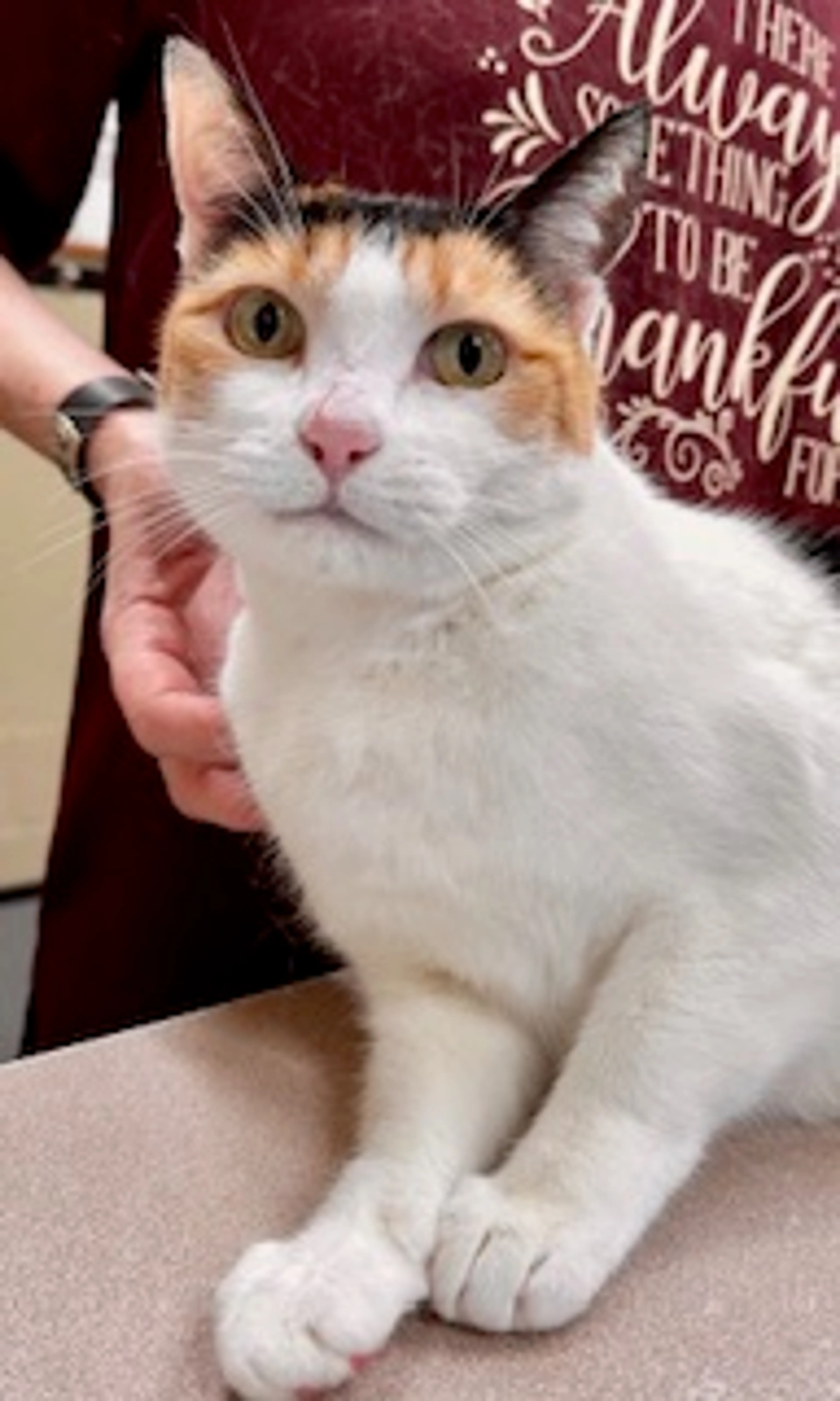 Found pet-0