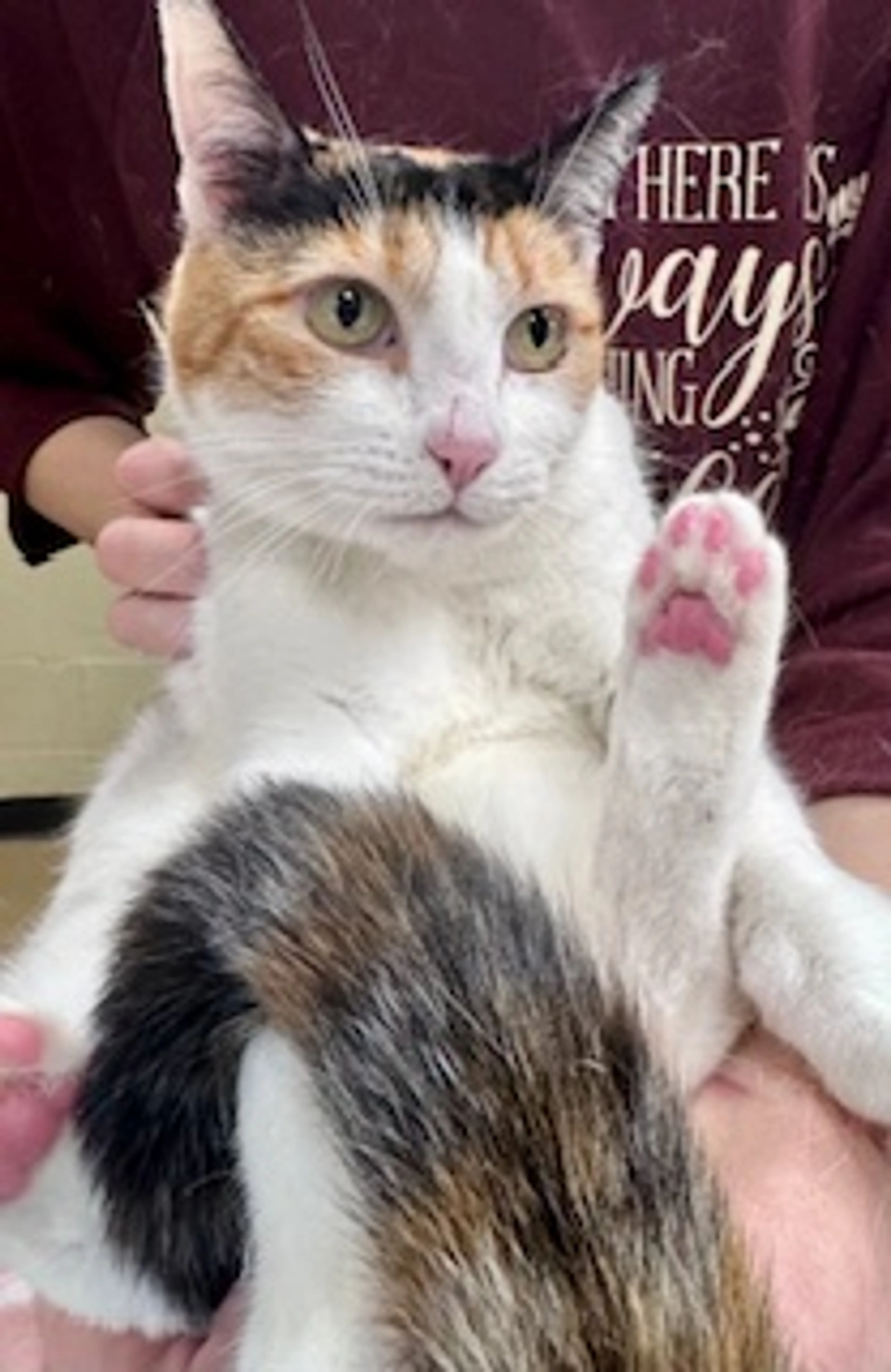 Found pet-1