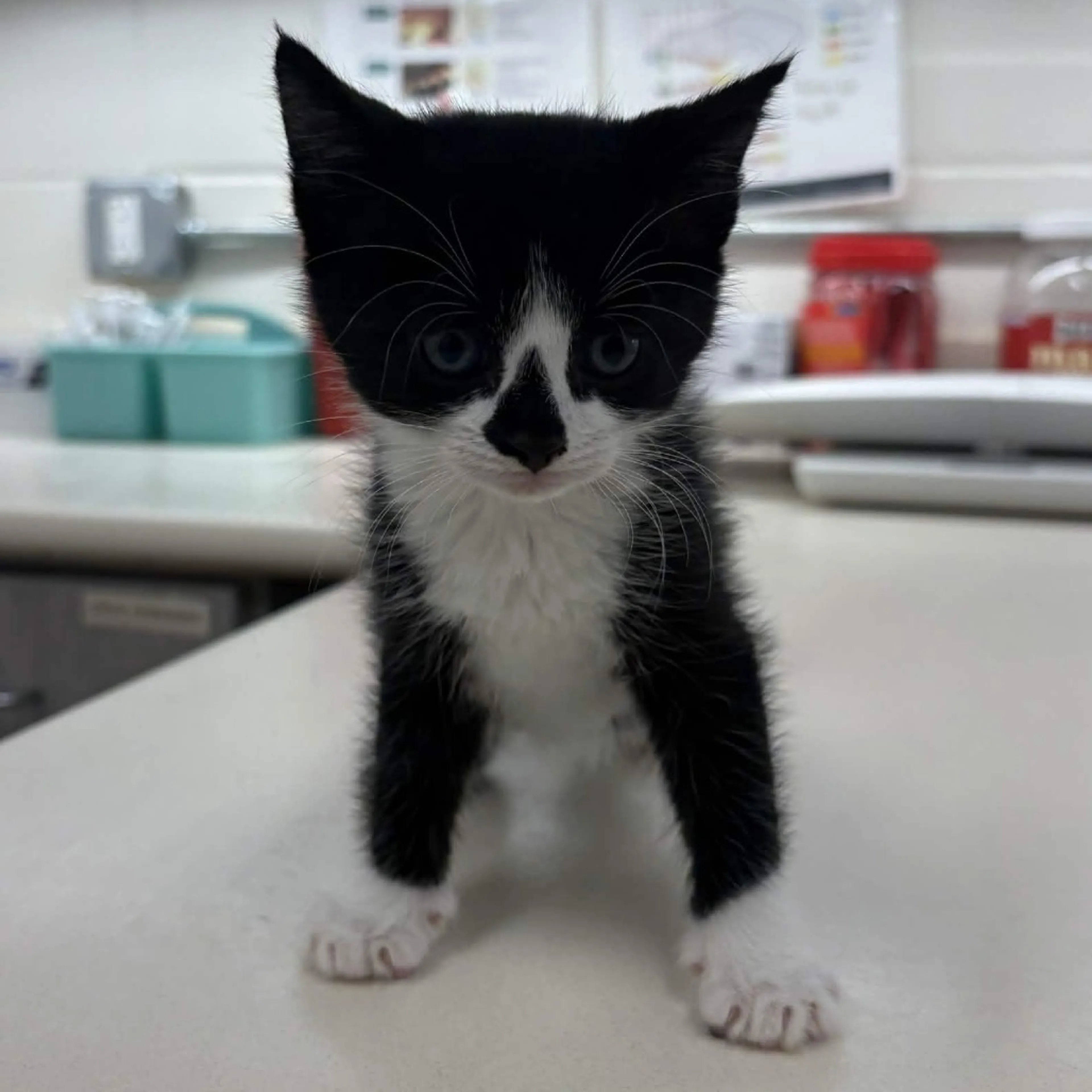 Found pet