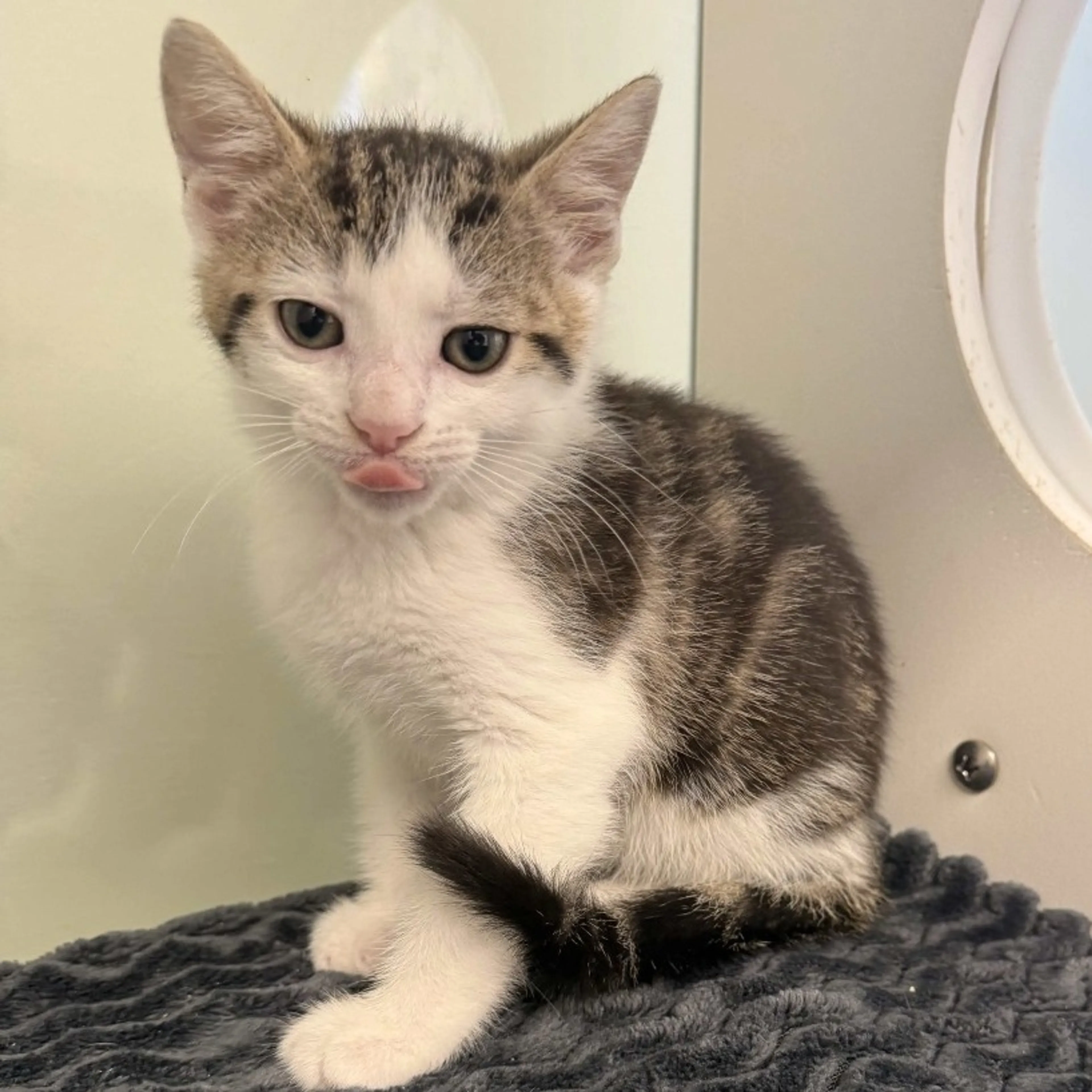 Found pet-1