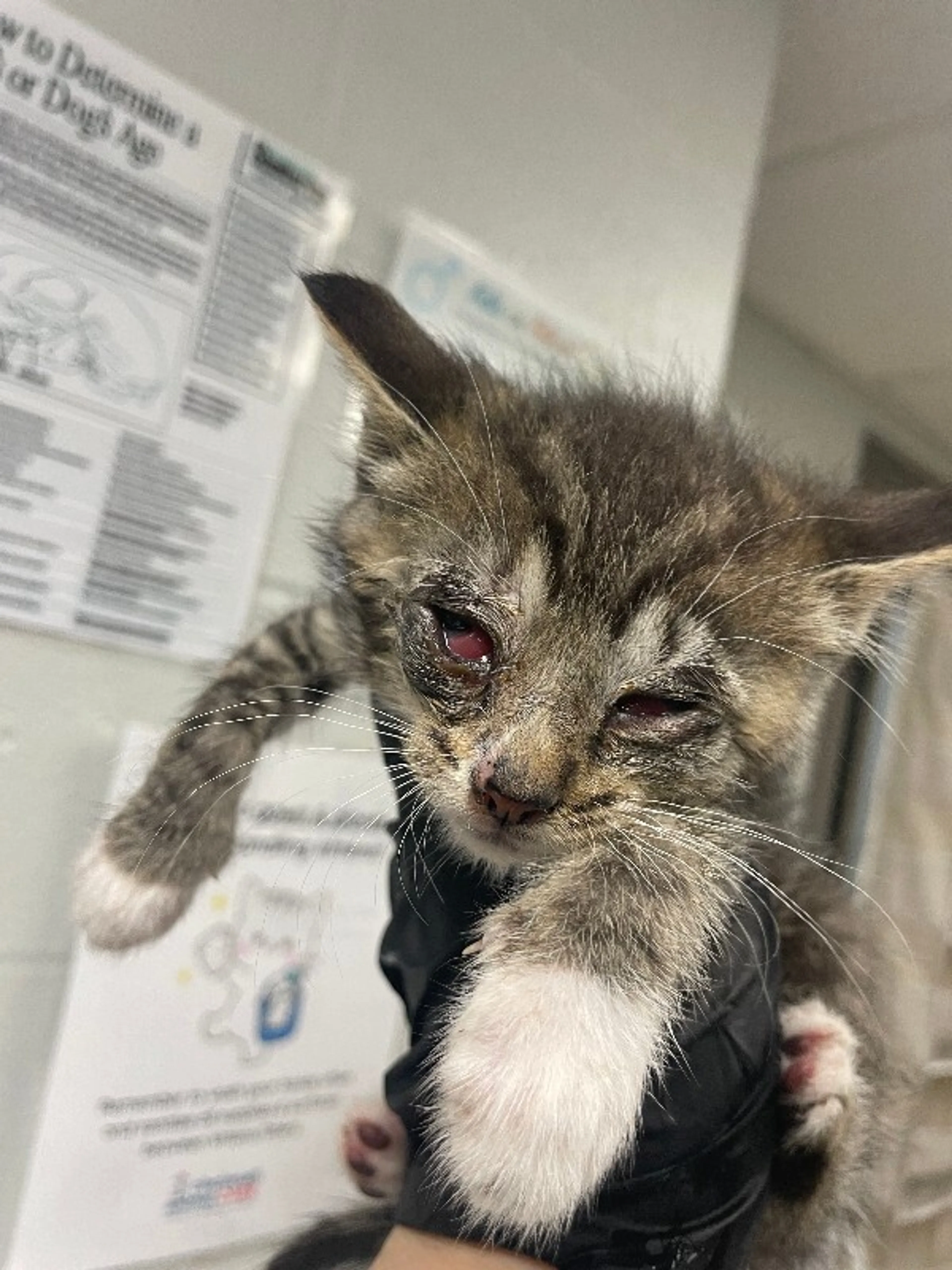 Found pet-0