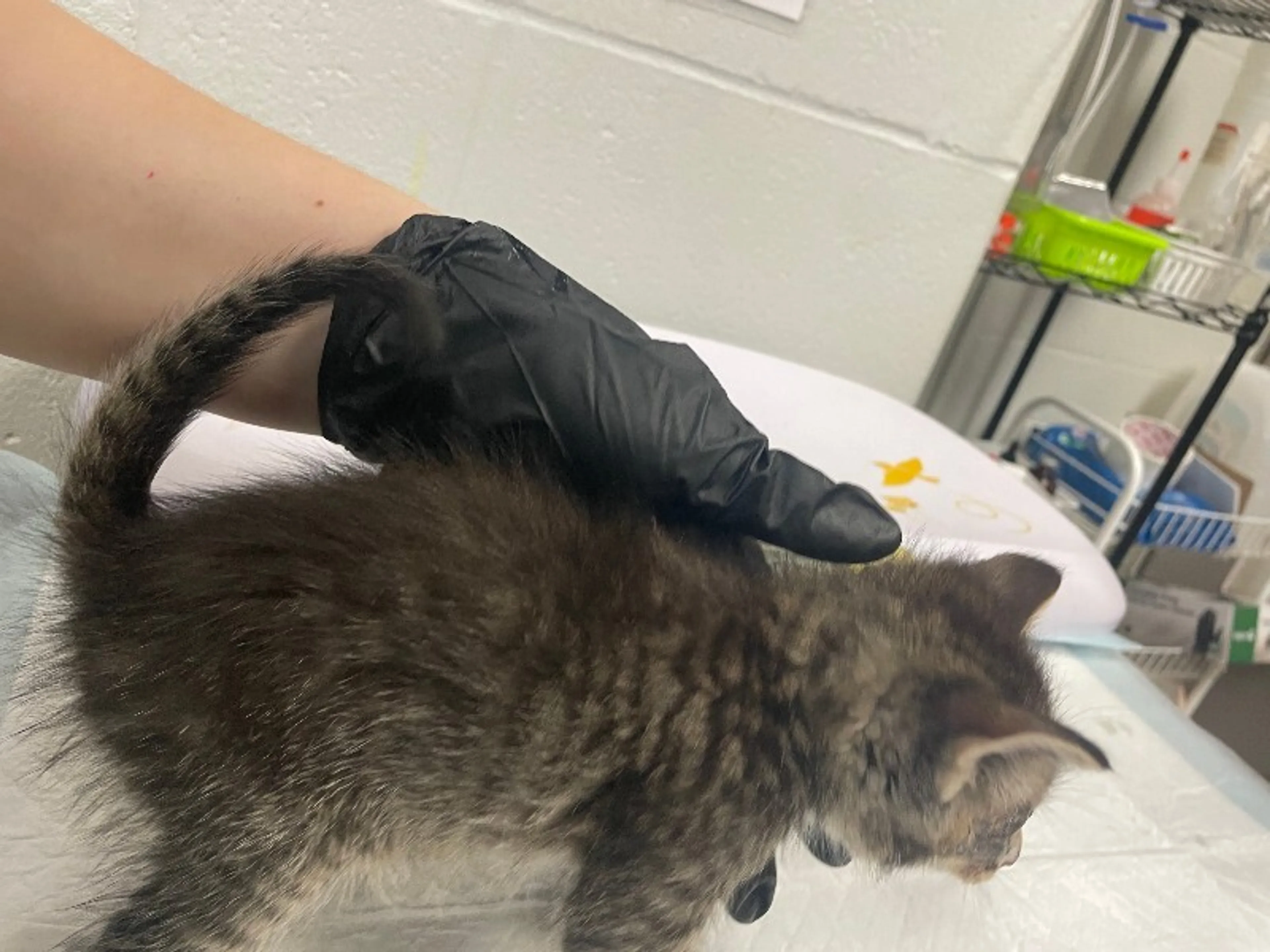 Found pet-3