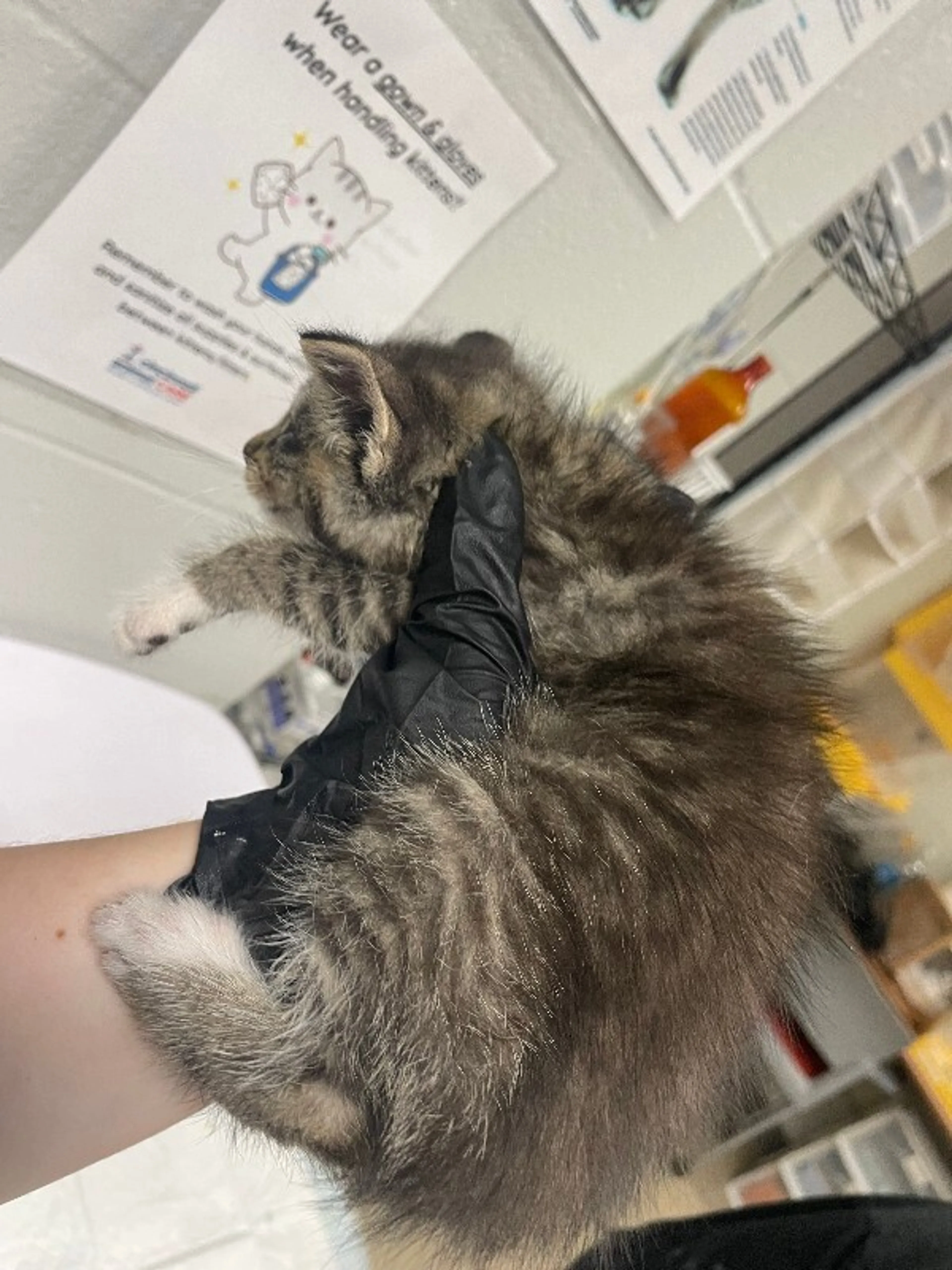 Found pet-1