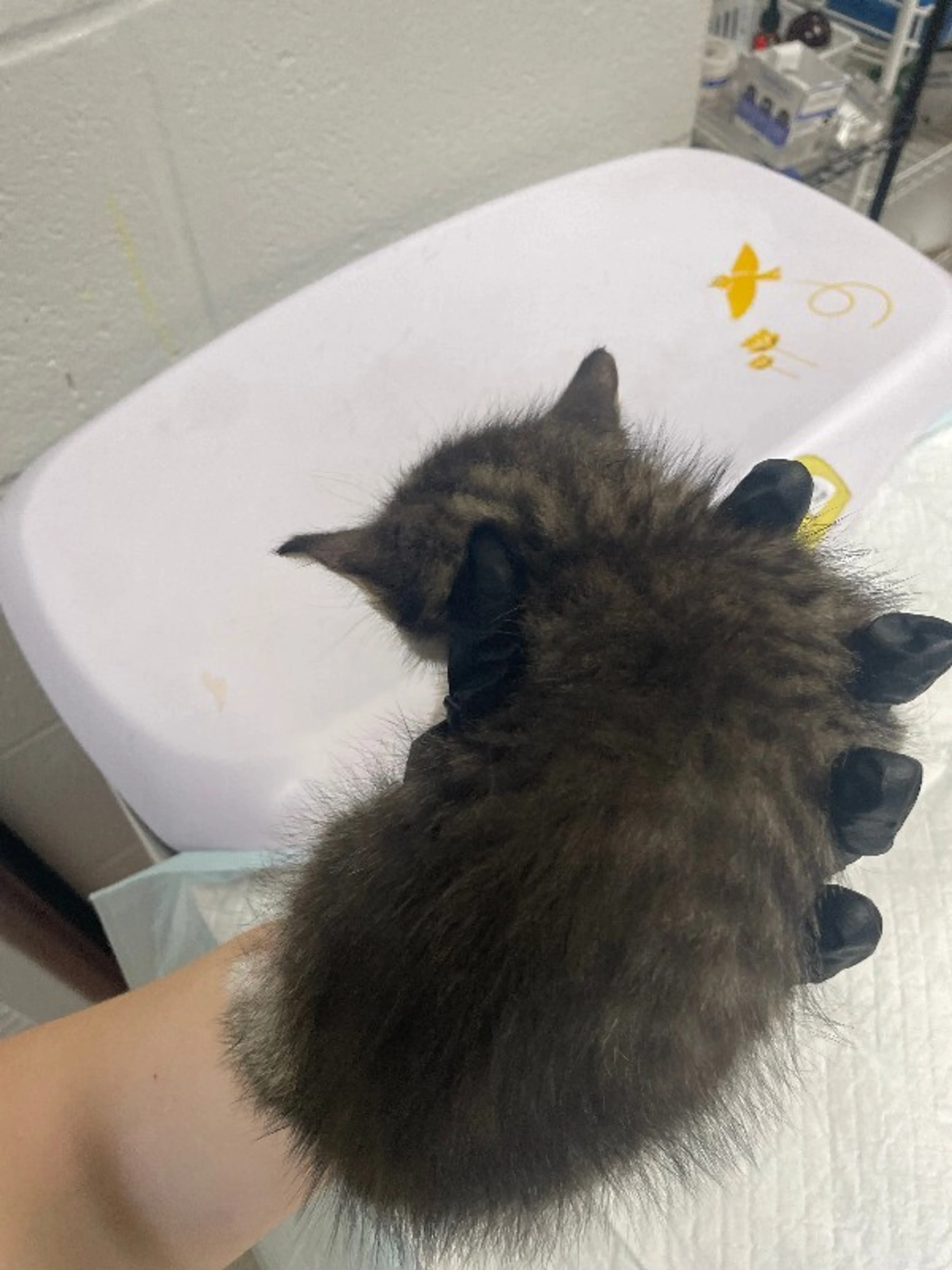 Found pet-2