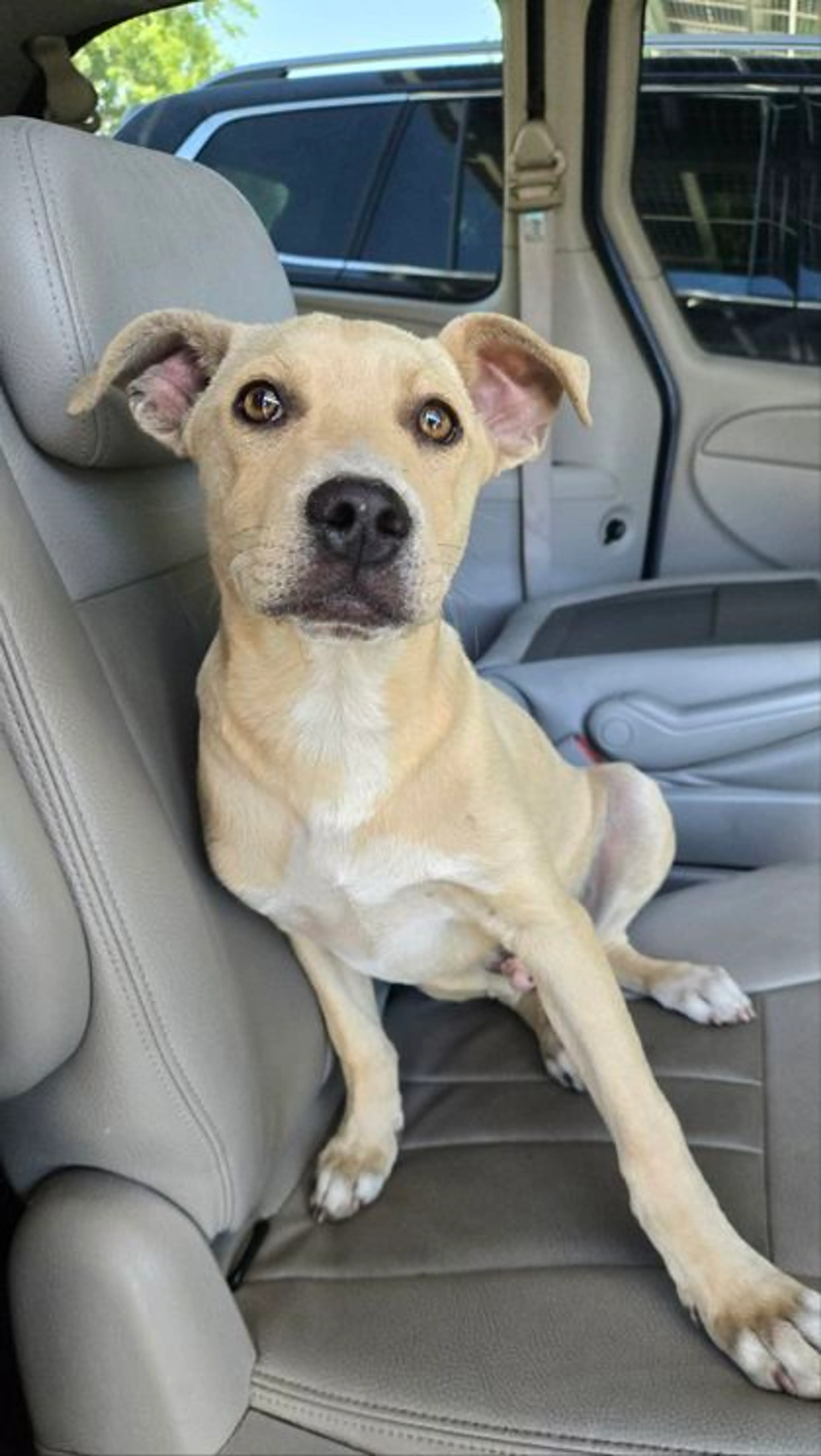 Found pet