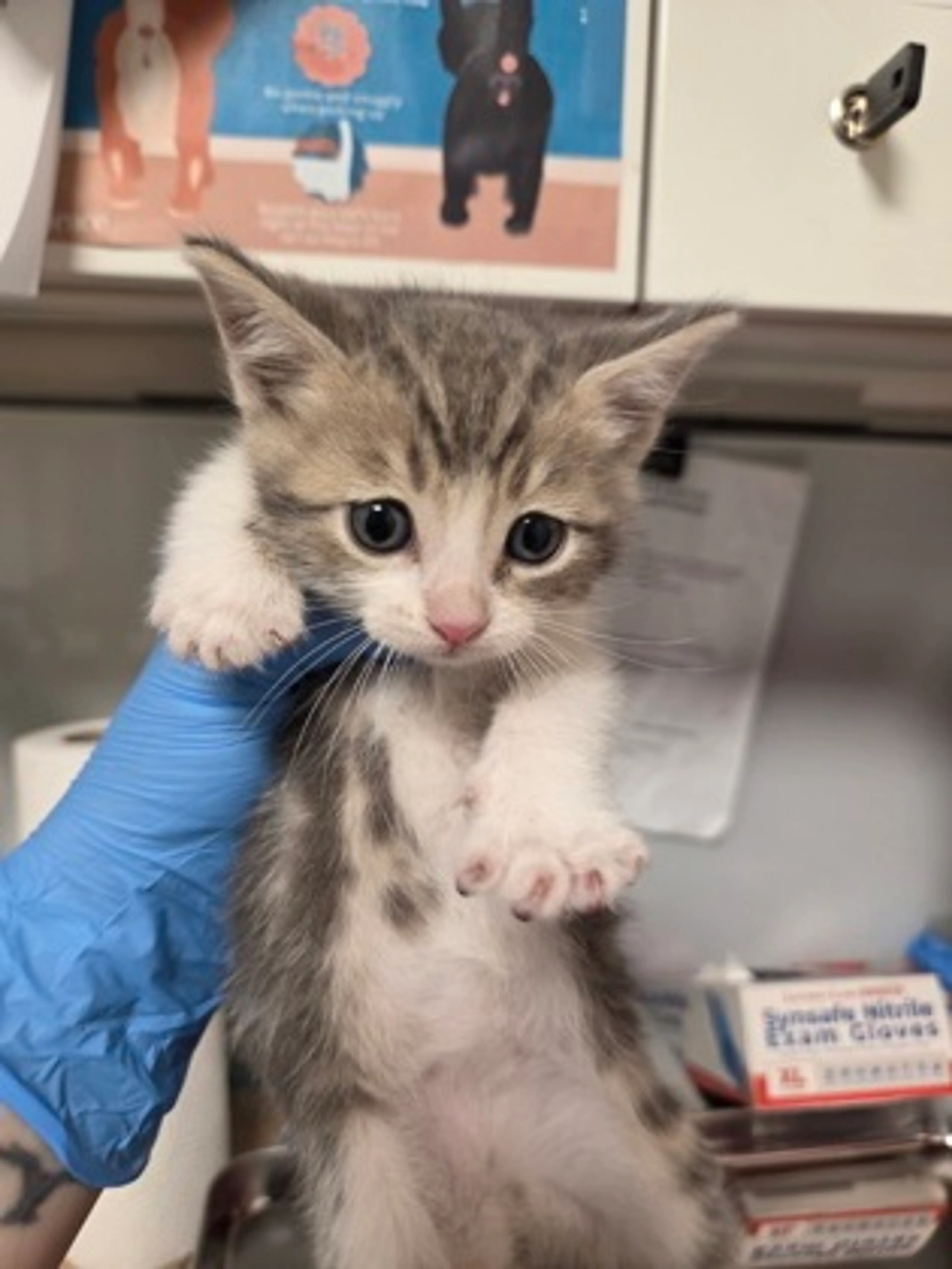 Found pet-1