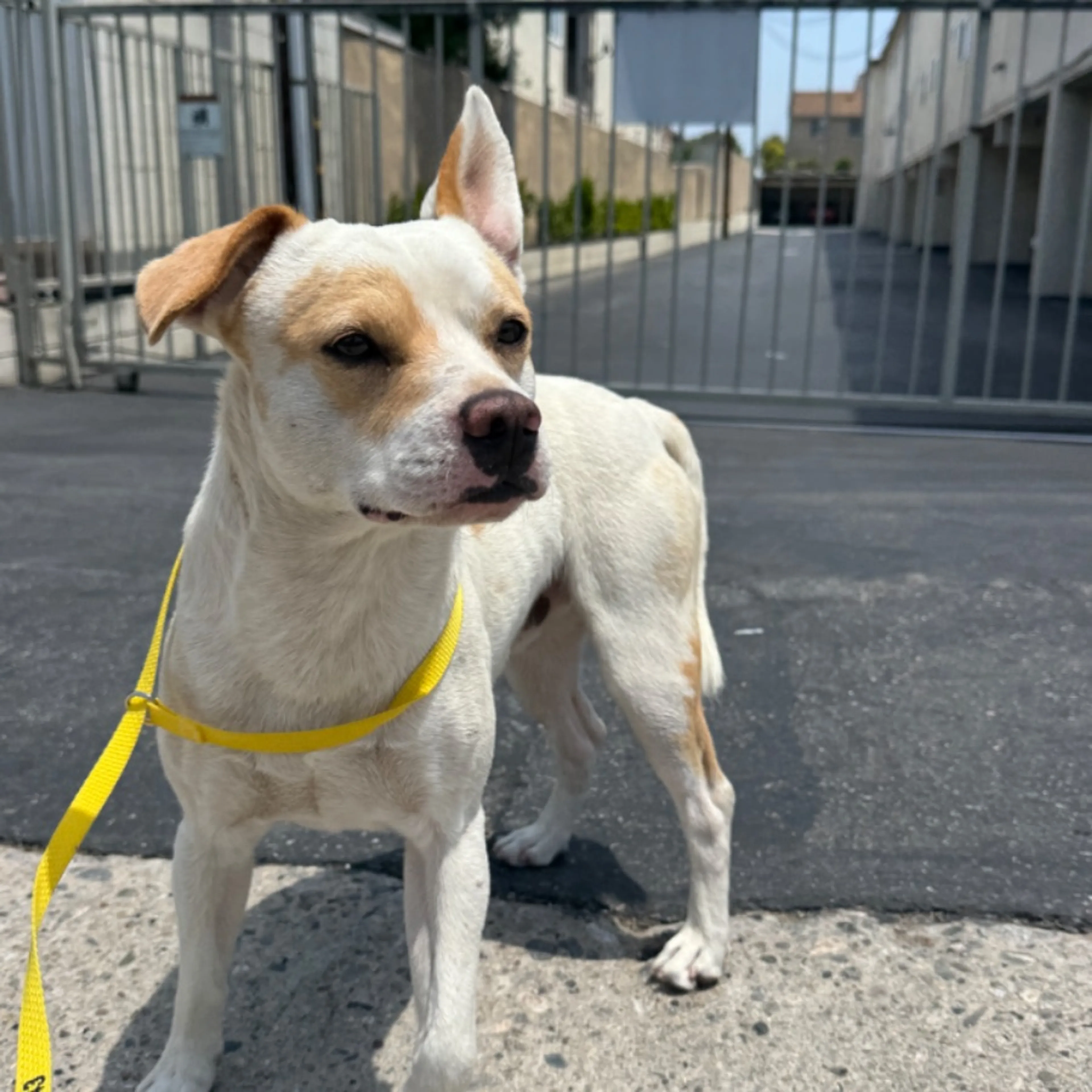 Found pet