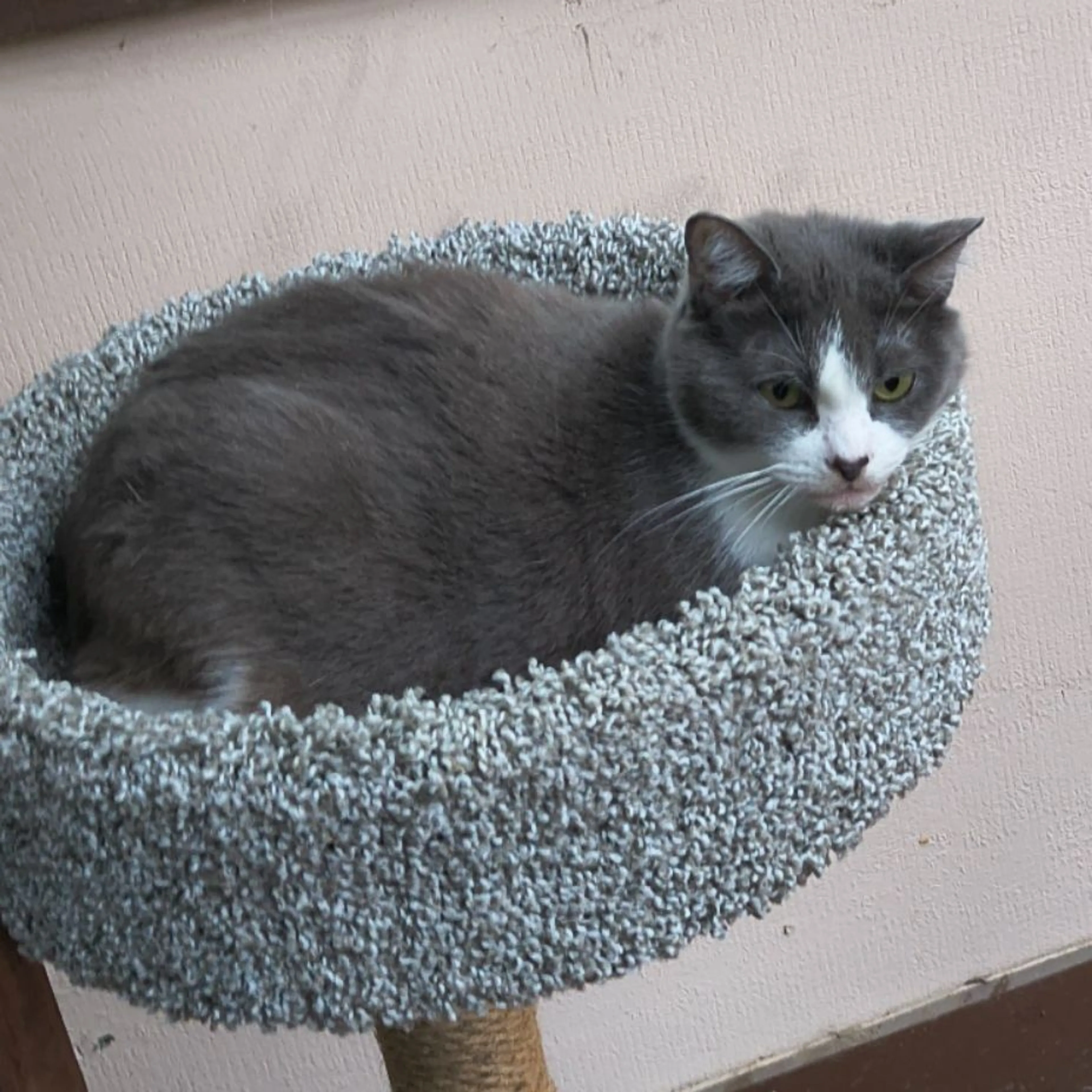 Lost pet