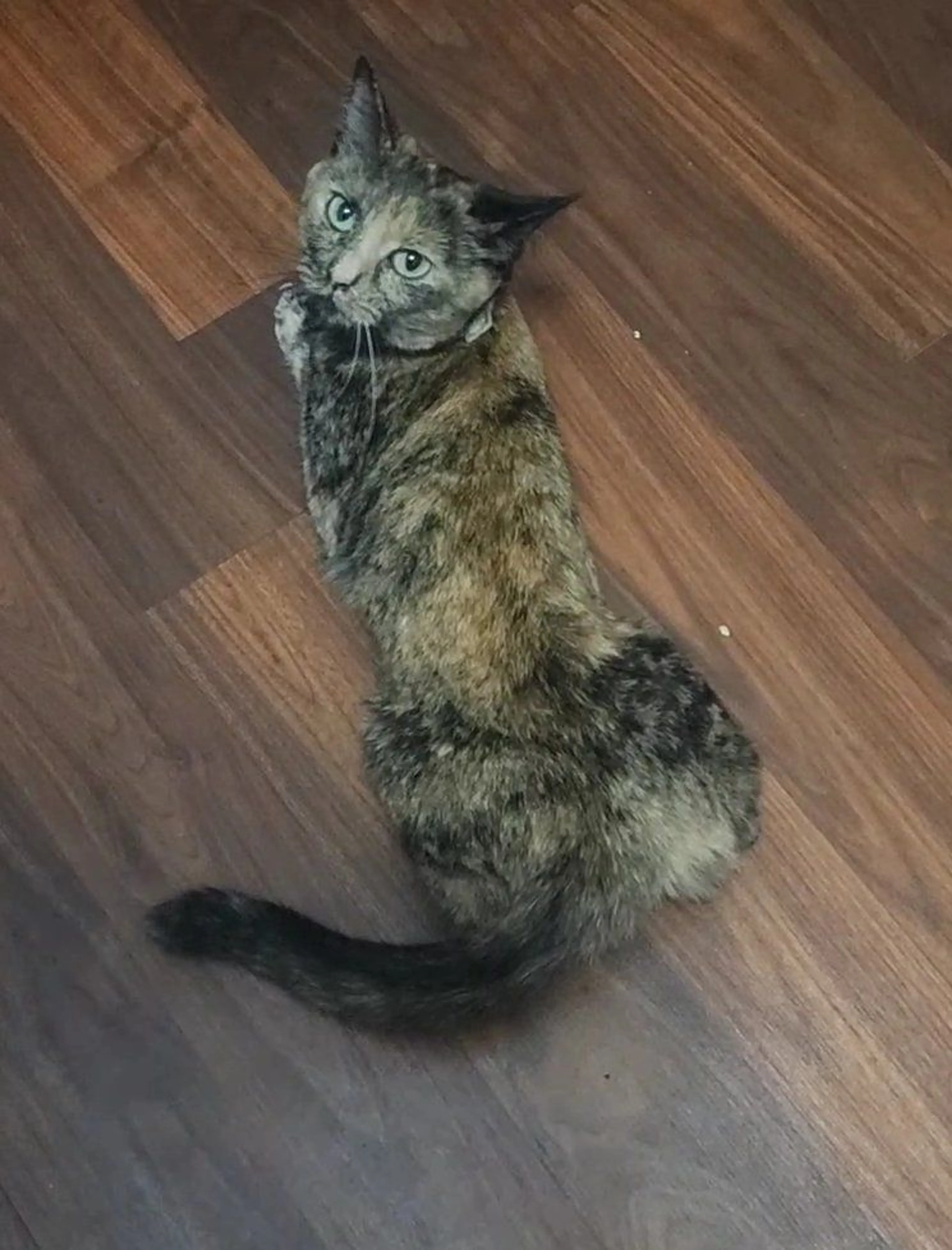 Lost pet