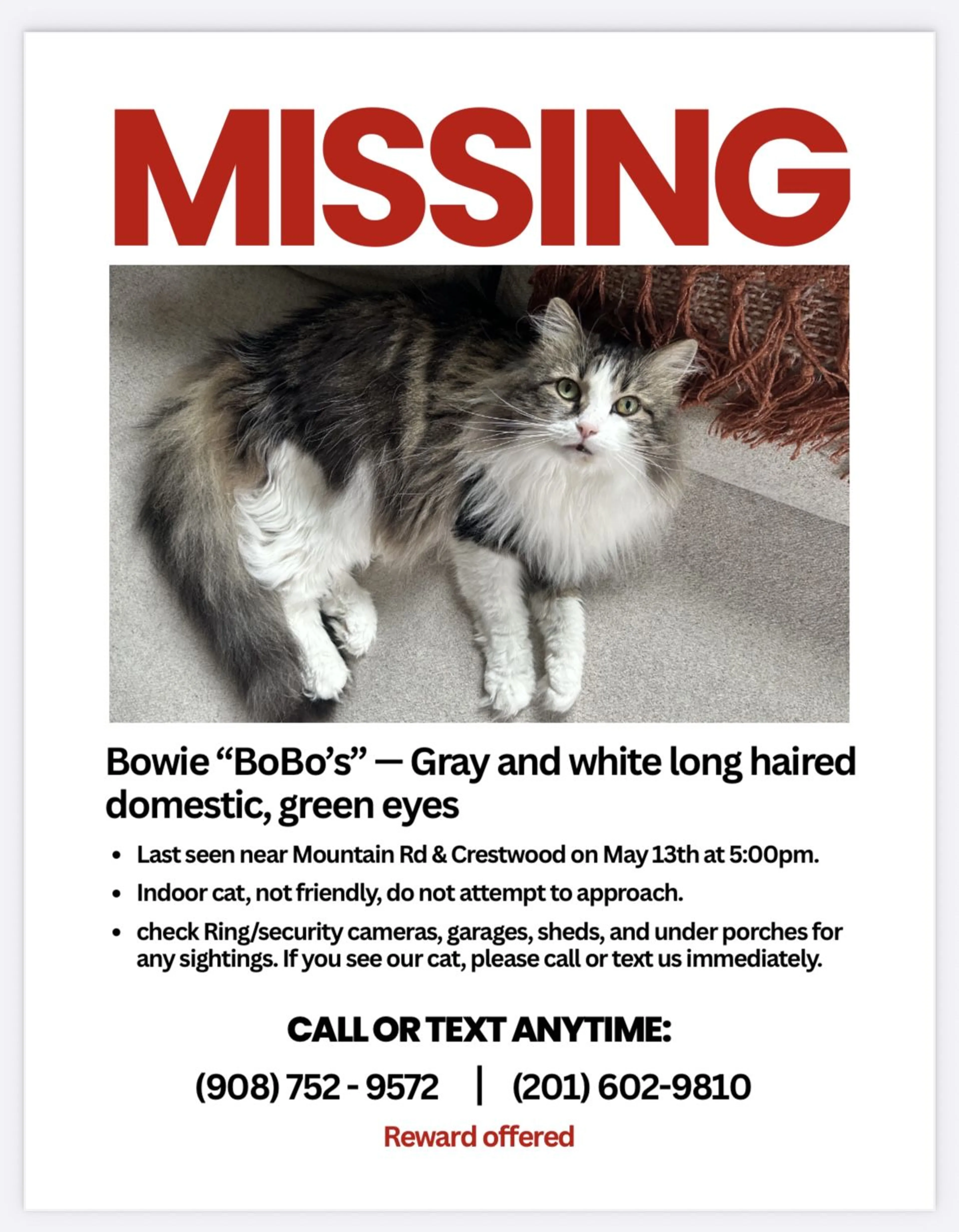 Lost pet
