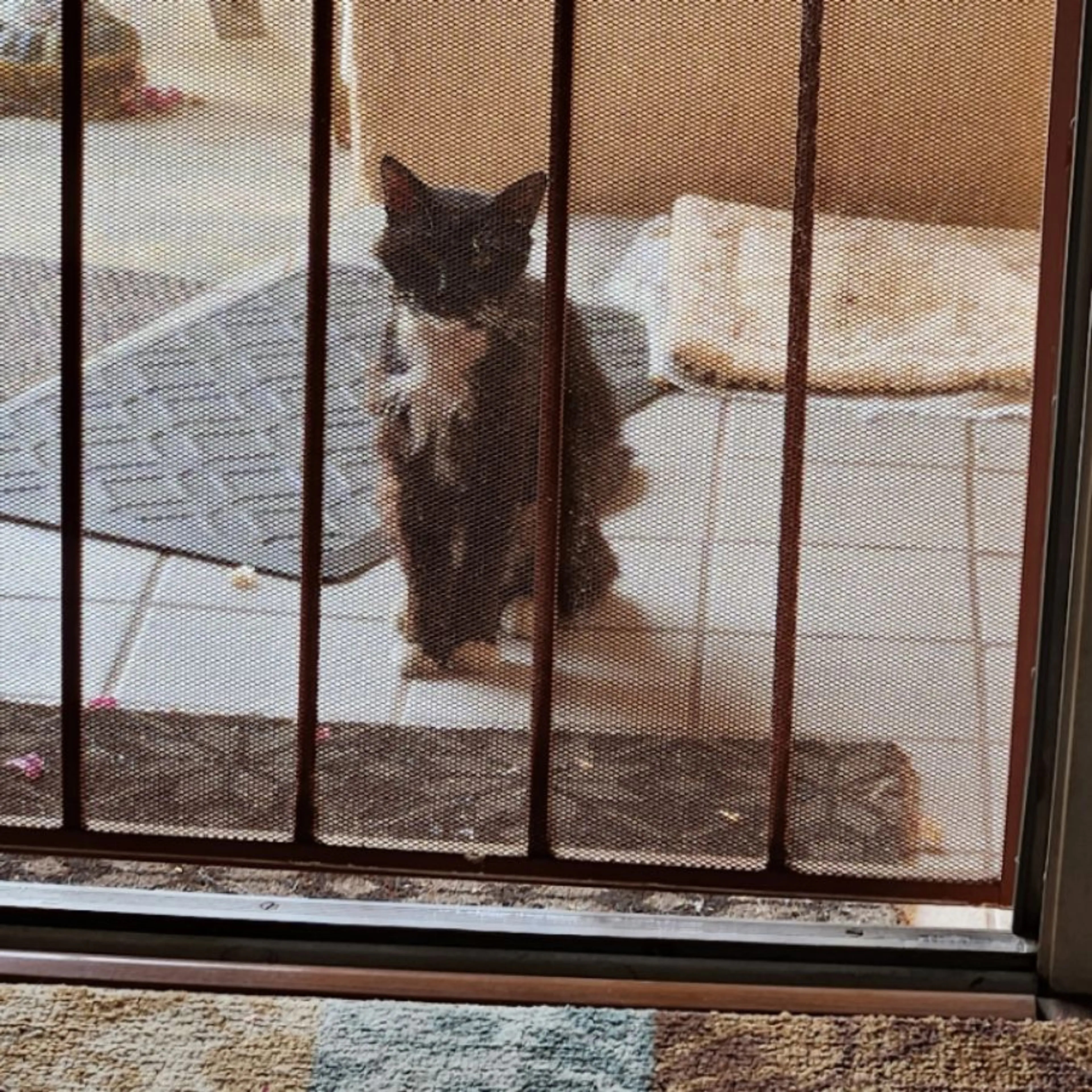 Found pet