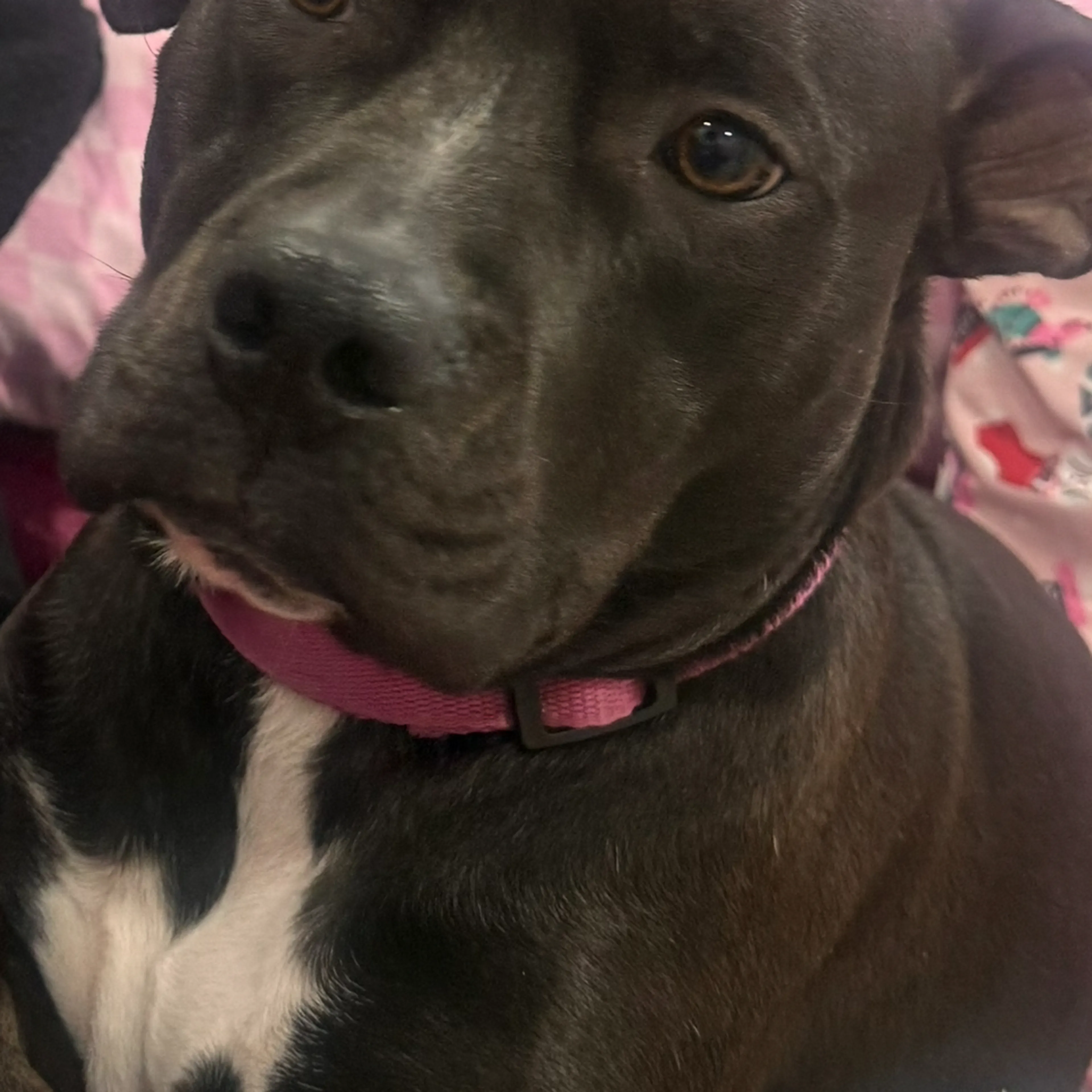 Lost pet-2