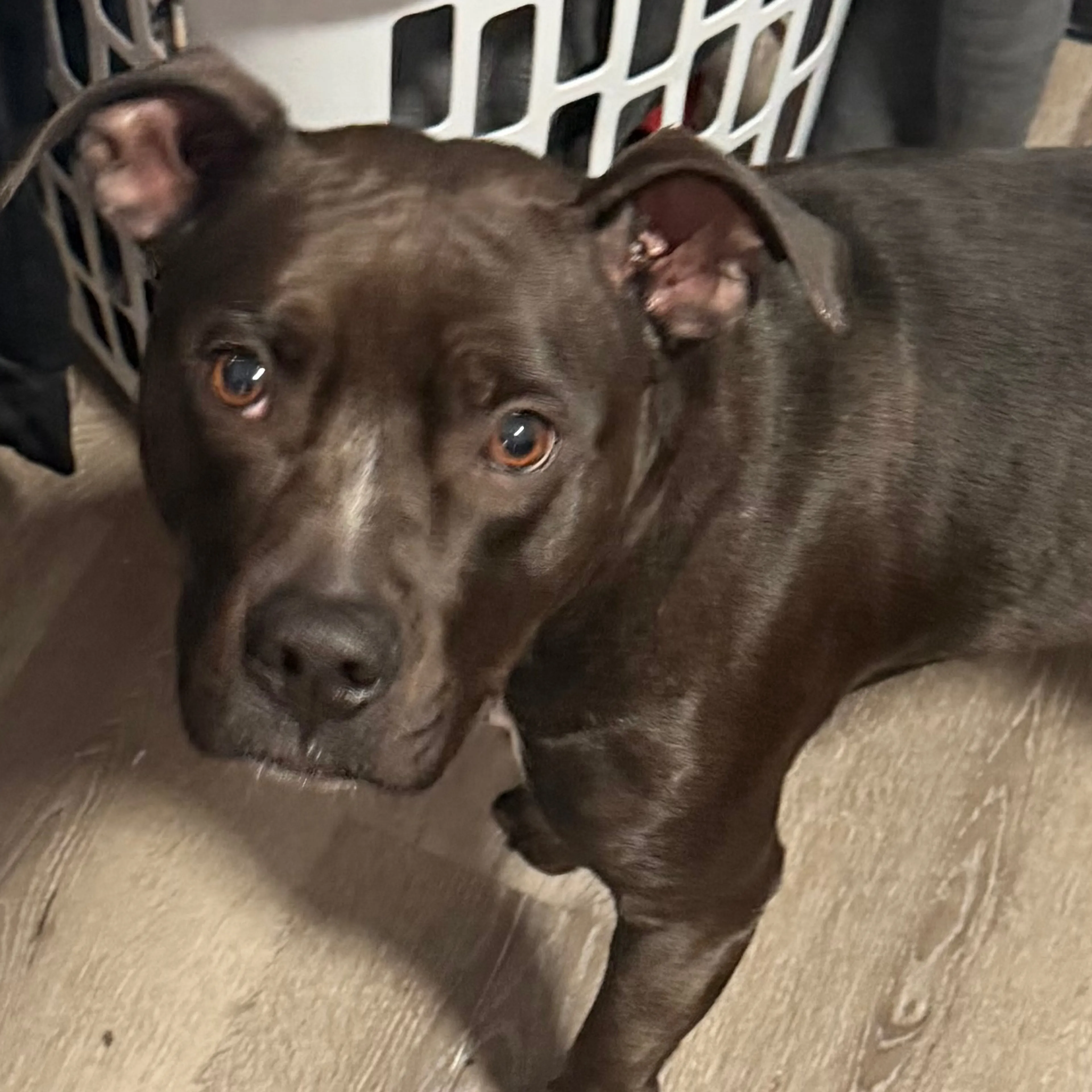 Lost pet-3
